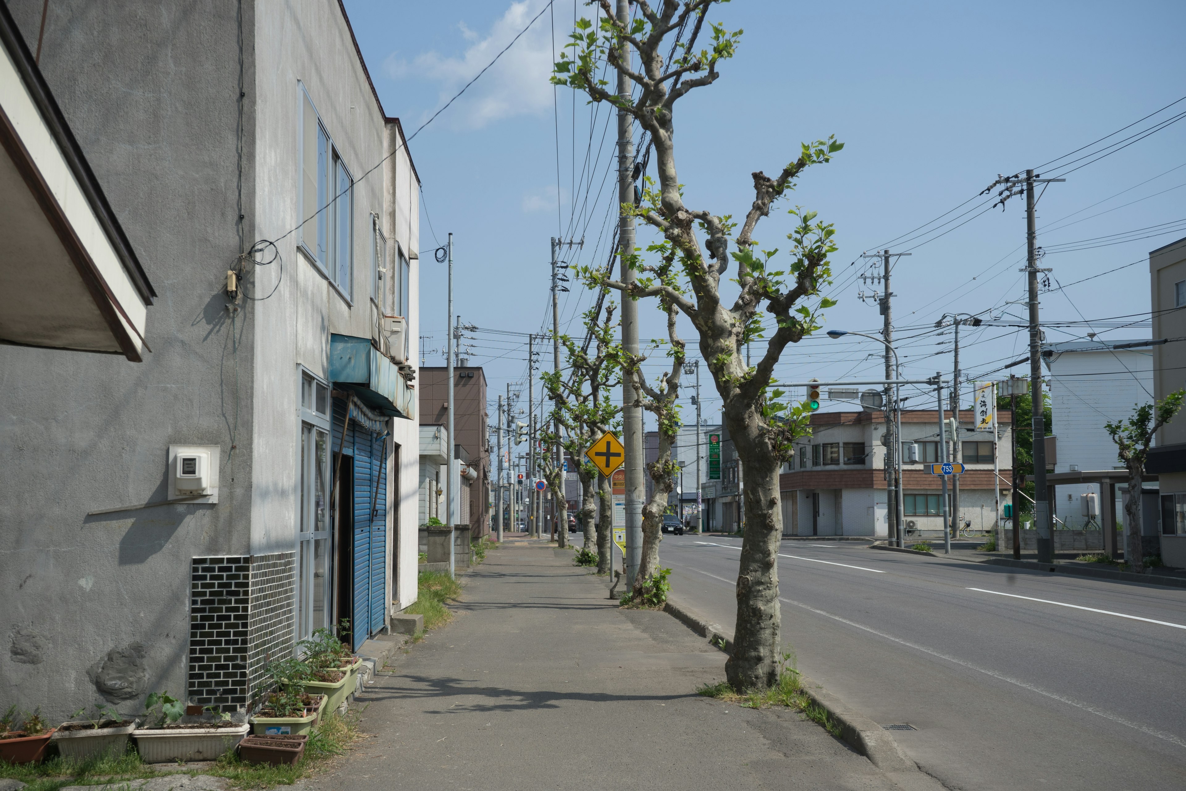 Vista di strada con alberi potati e edifici commerciali