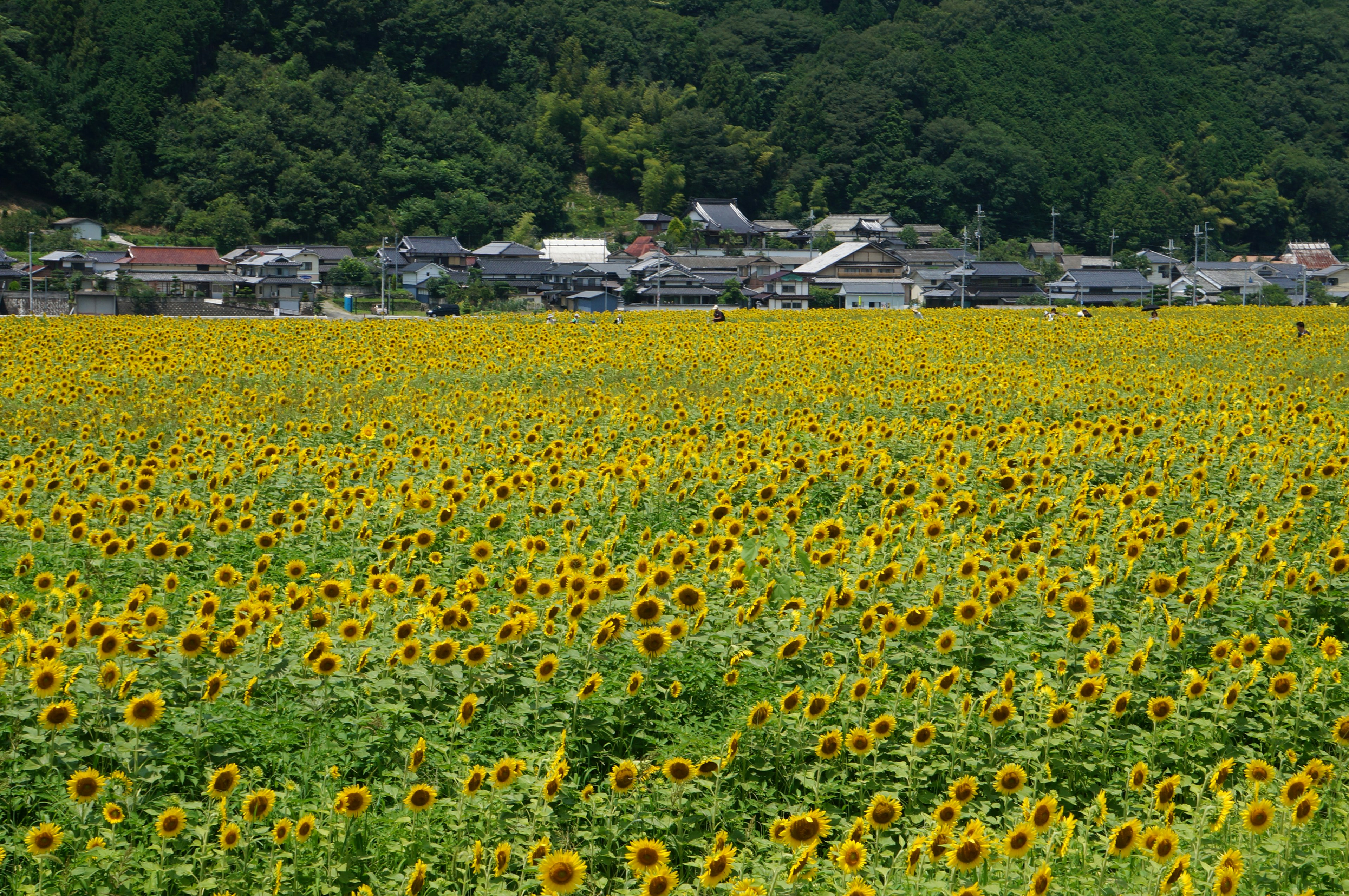 Sonnenblumenfeld mit einem Dorf im Hintergrund