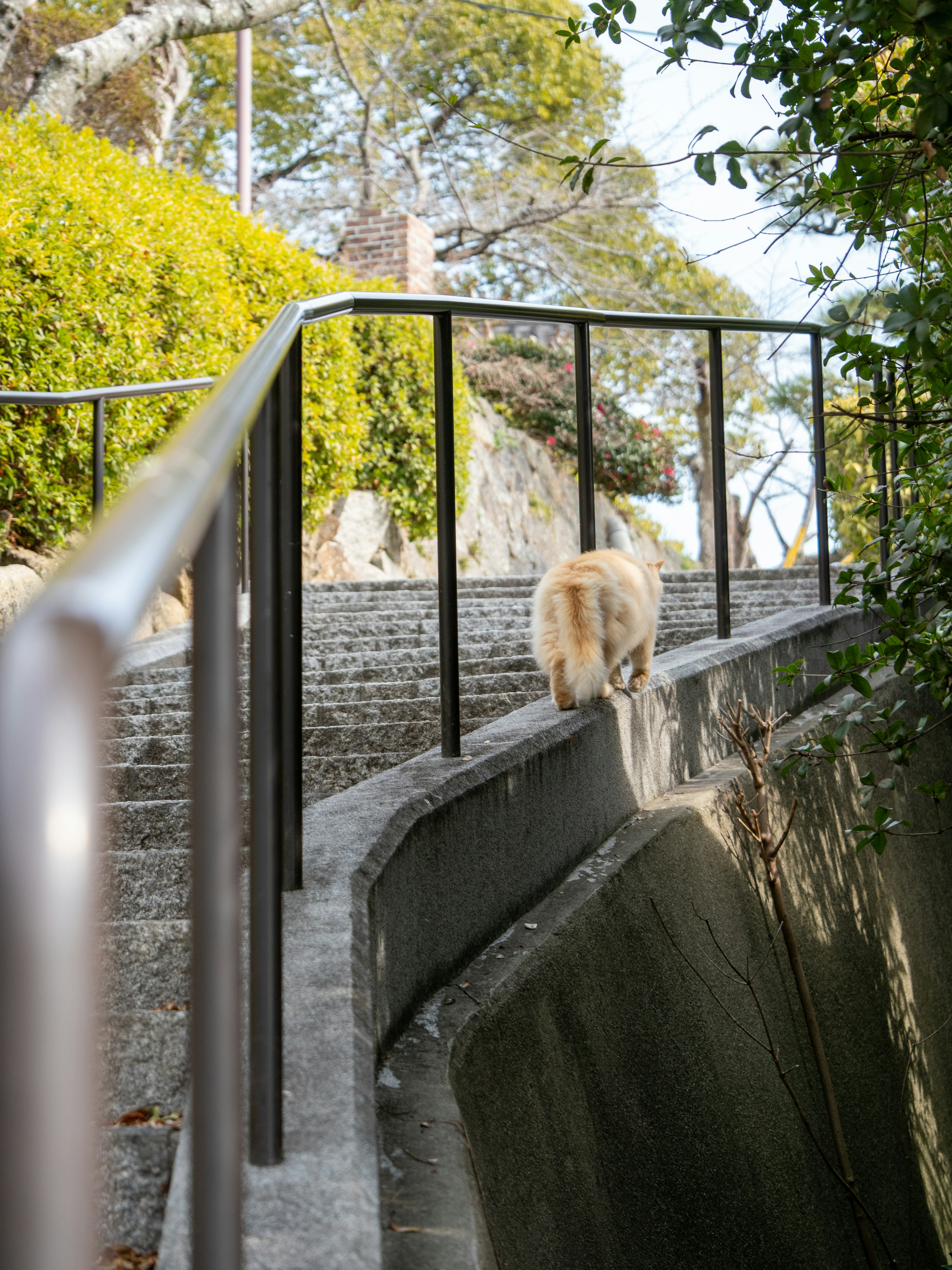 Ein Hund, der Treppen mit umgebender grüner Vegetation hinaufgeht