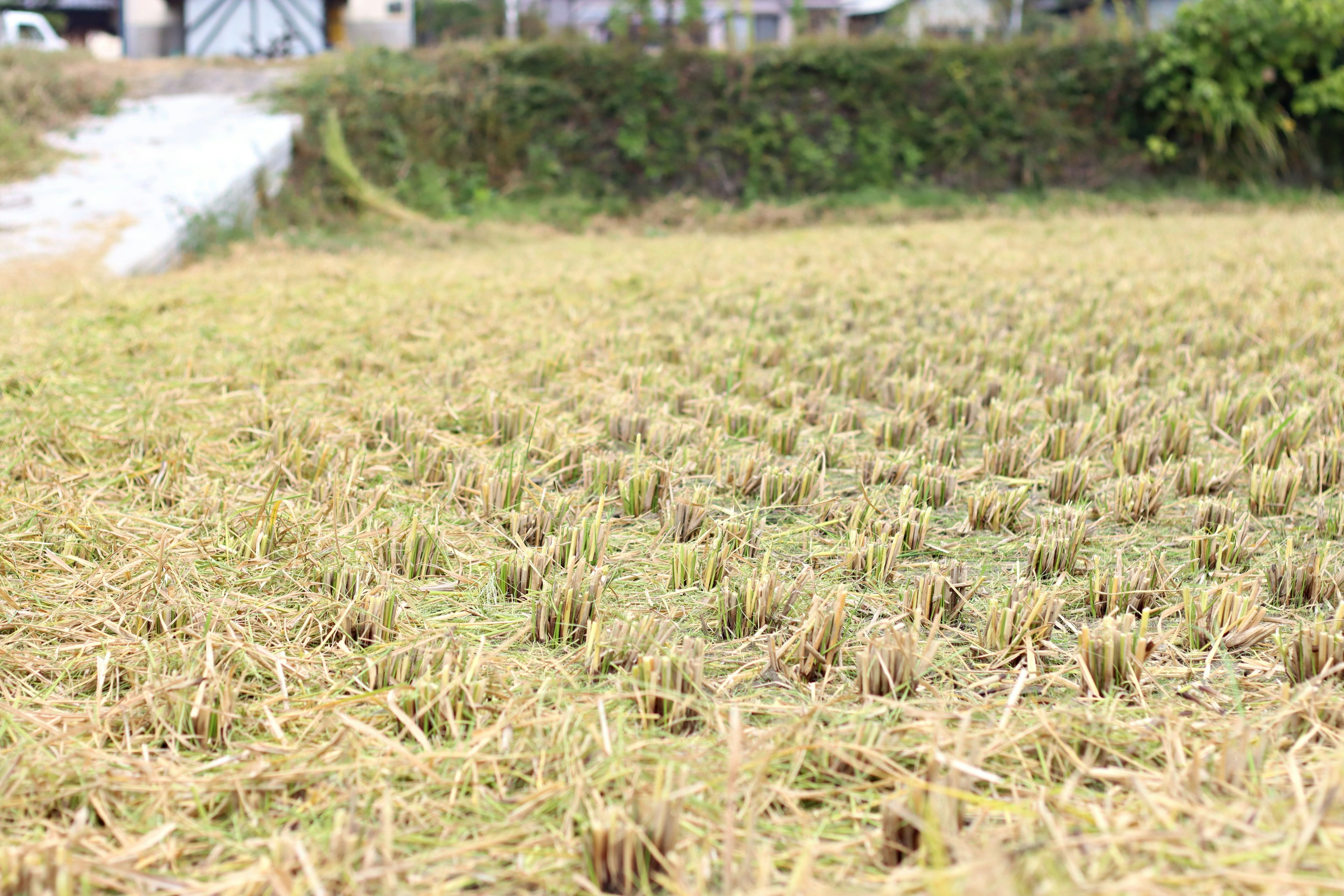 Pemandangan sawah setelah panen dengan batang padi yang tersisa dan latar belakang hijau