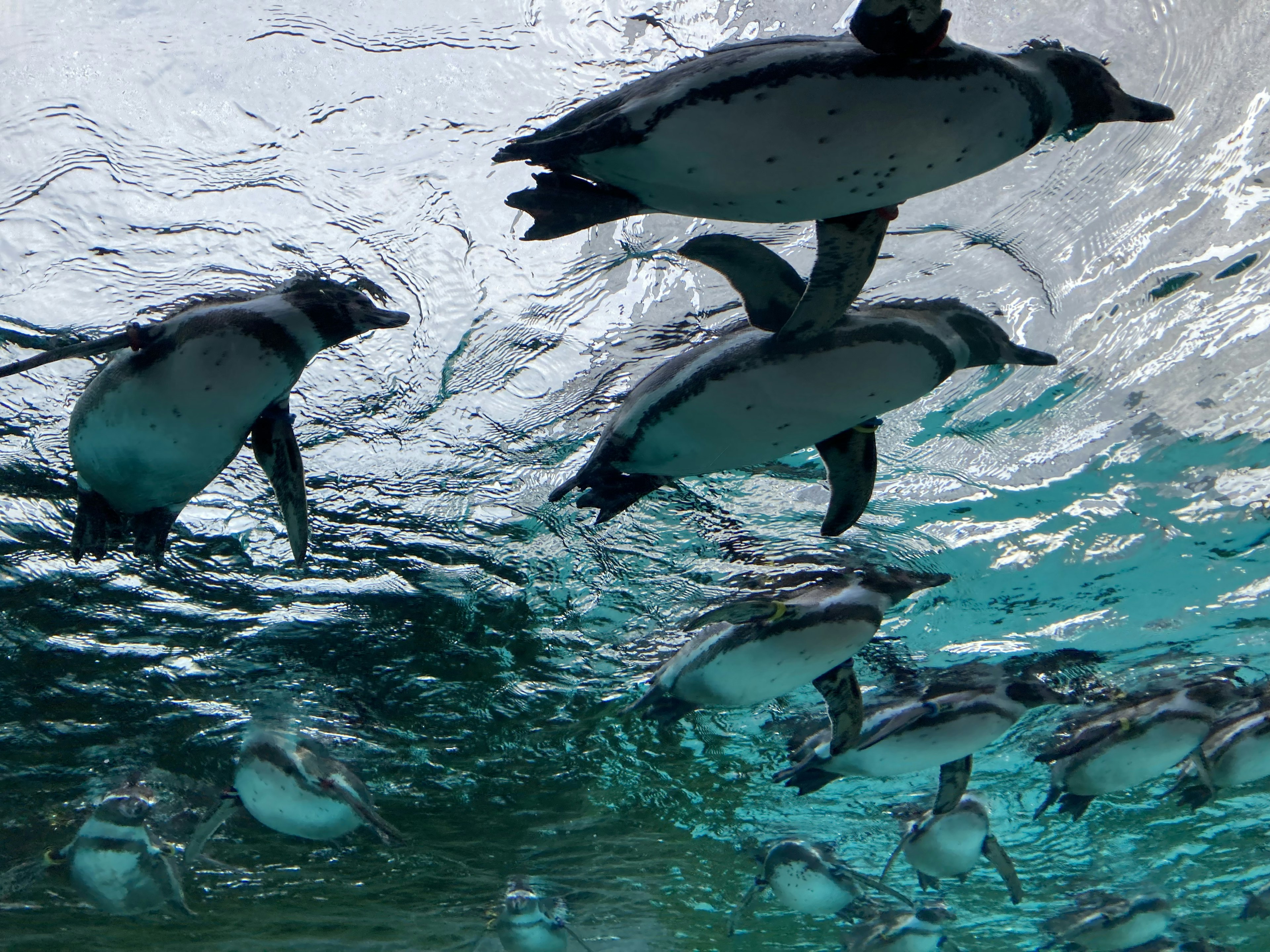 水中を泳ぐペンギンの群れ