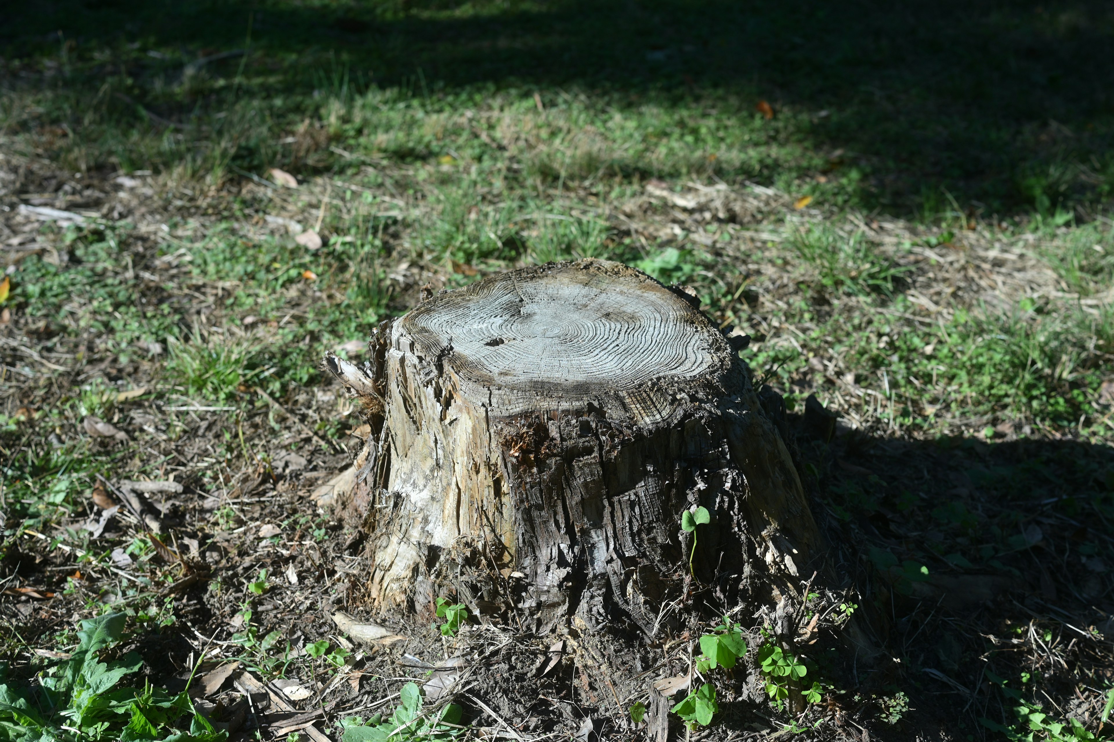 Foto di un ceppo d'albero circondato da erba