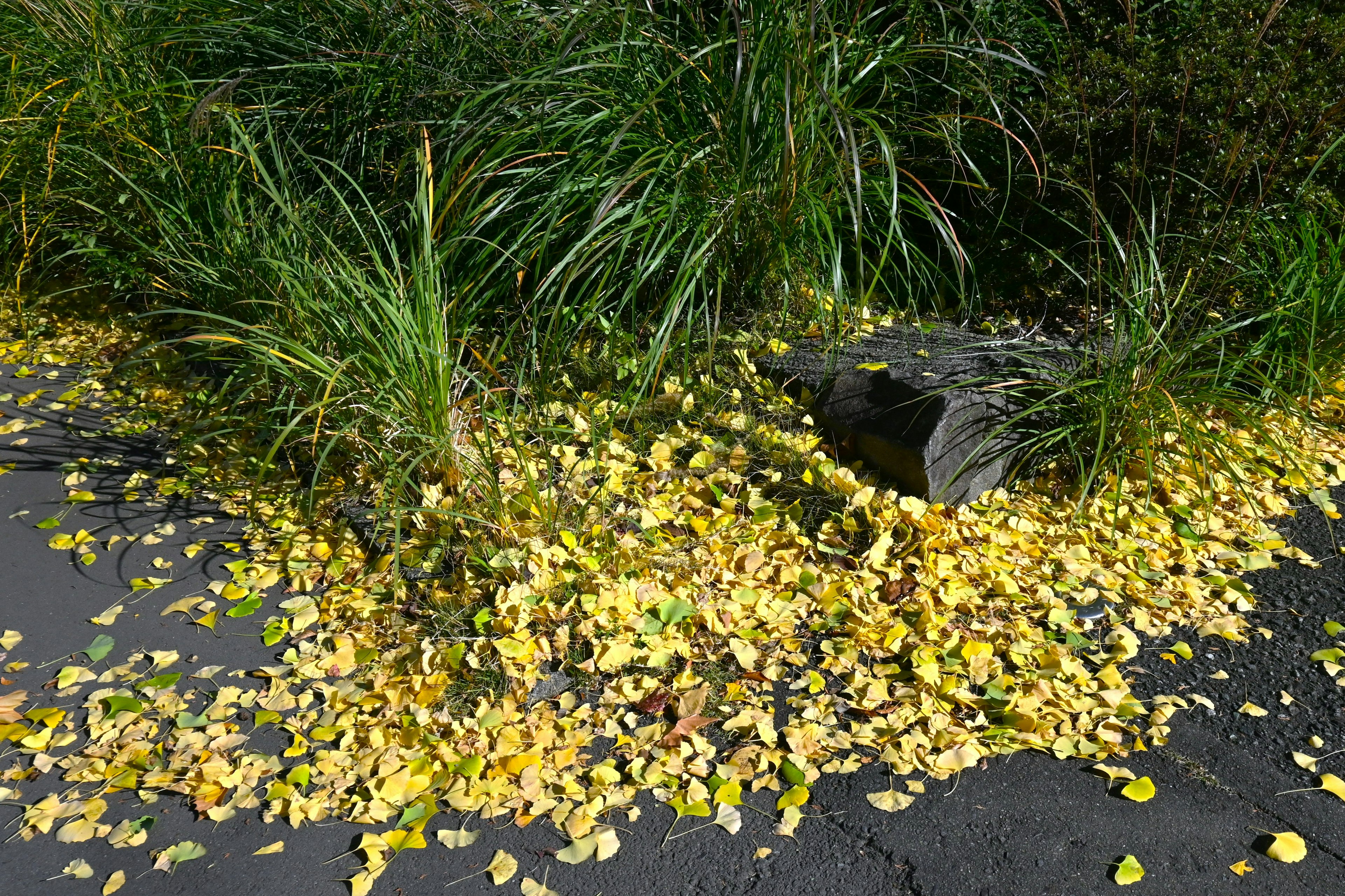 Scattered yellow leaves around green grass near a stone