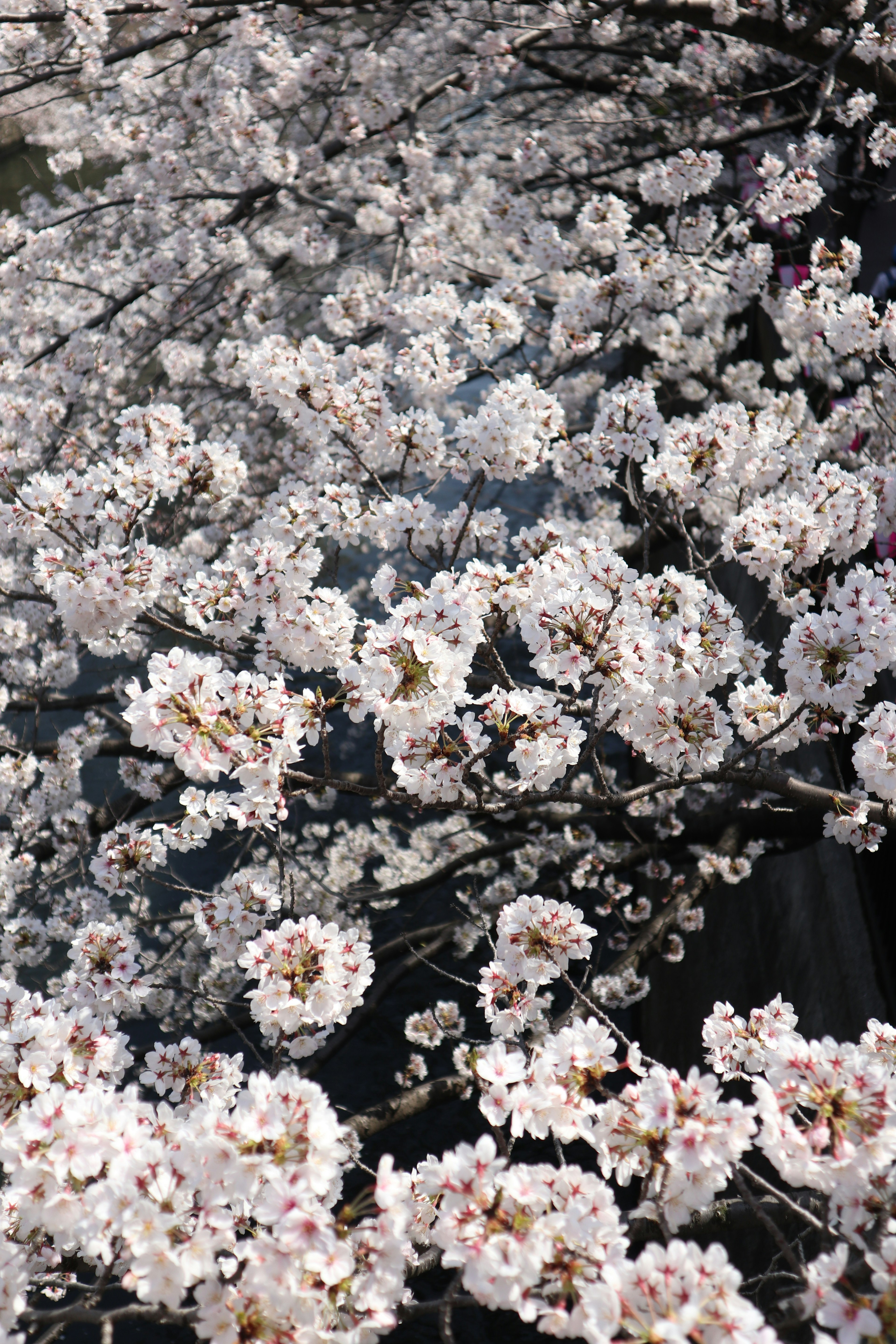 Beautiful scene of cherry blossoms in full bloom