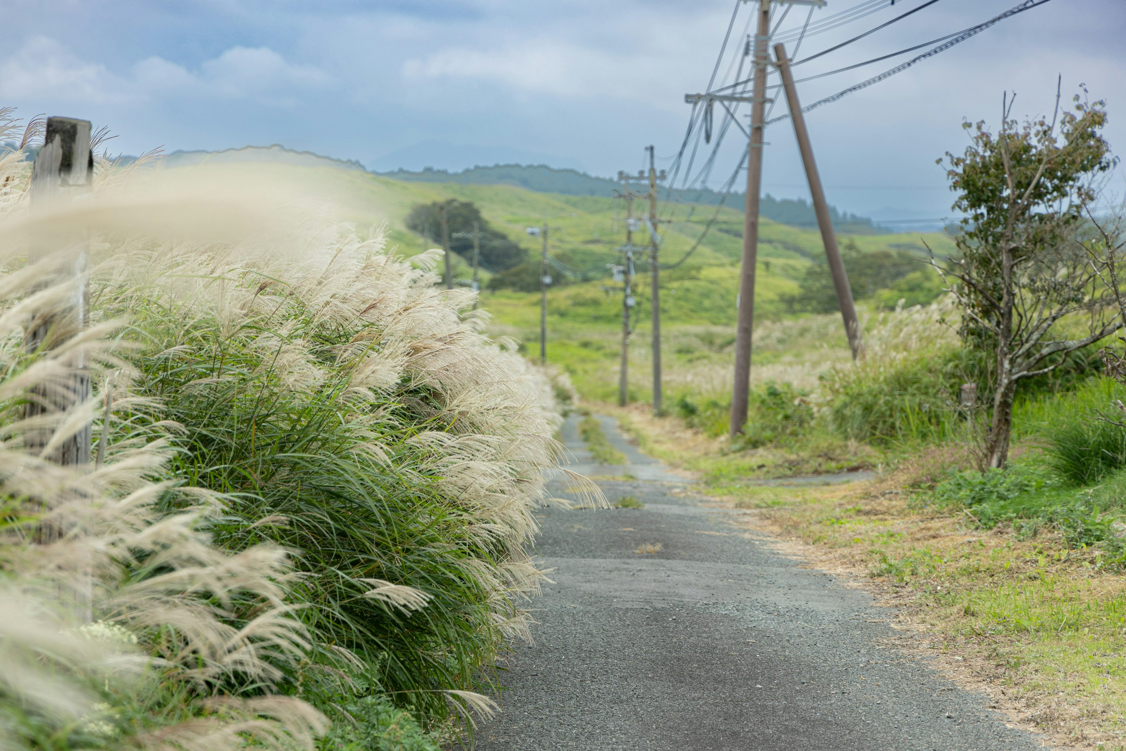 Camino rural rodeado de hierba alta y líneas eléctricas