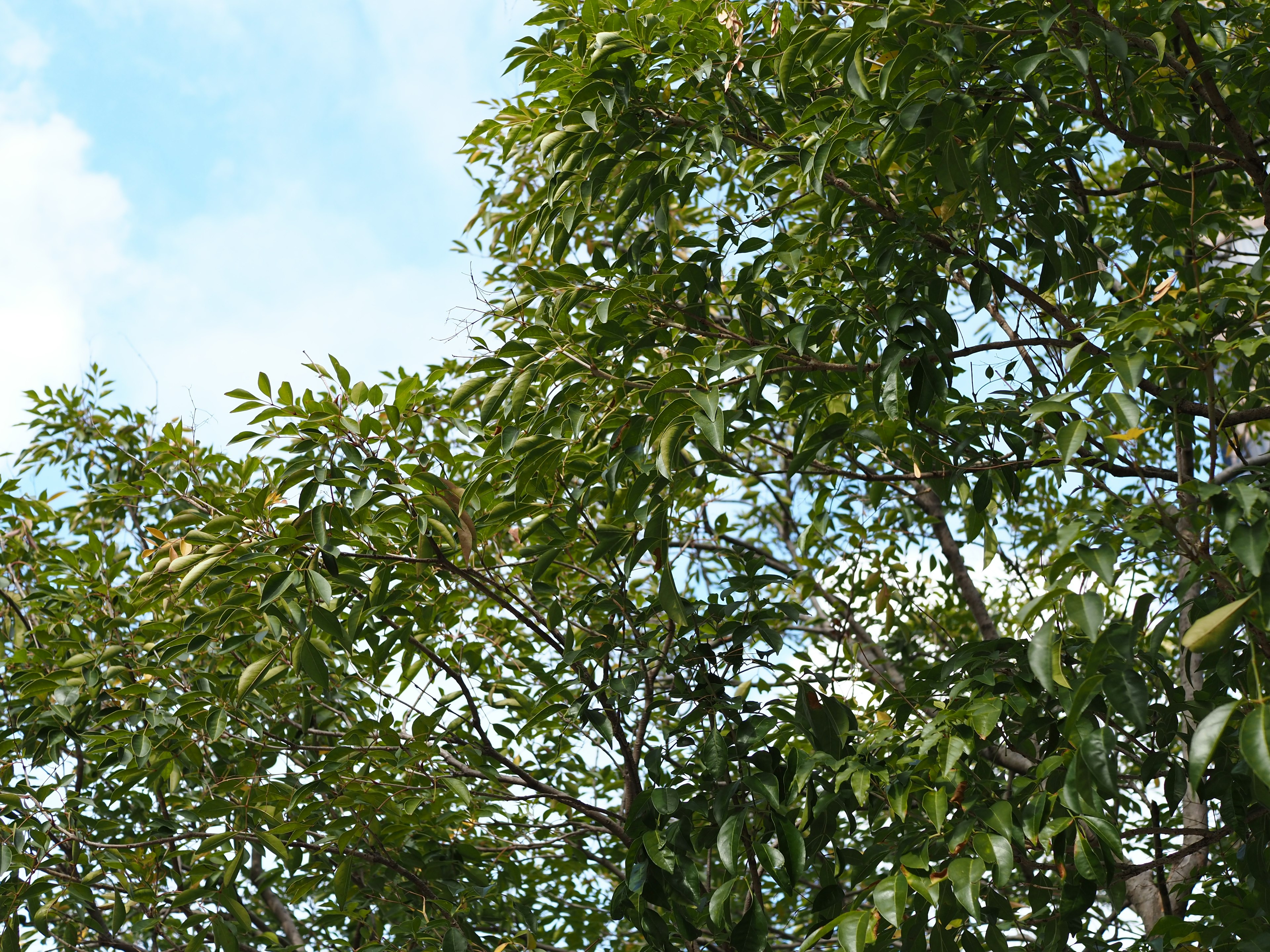 Lush green leaves under a clear blue sky