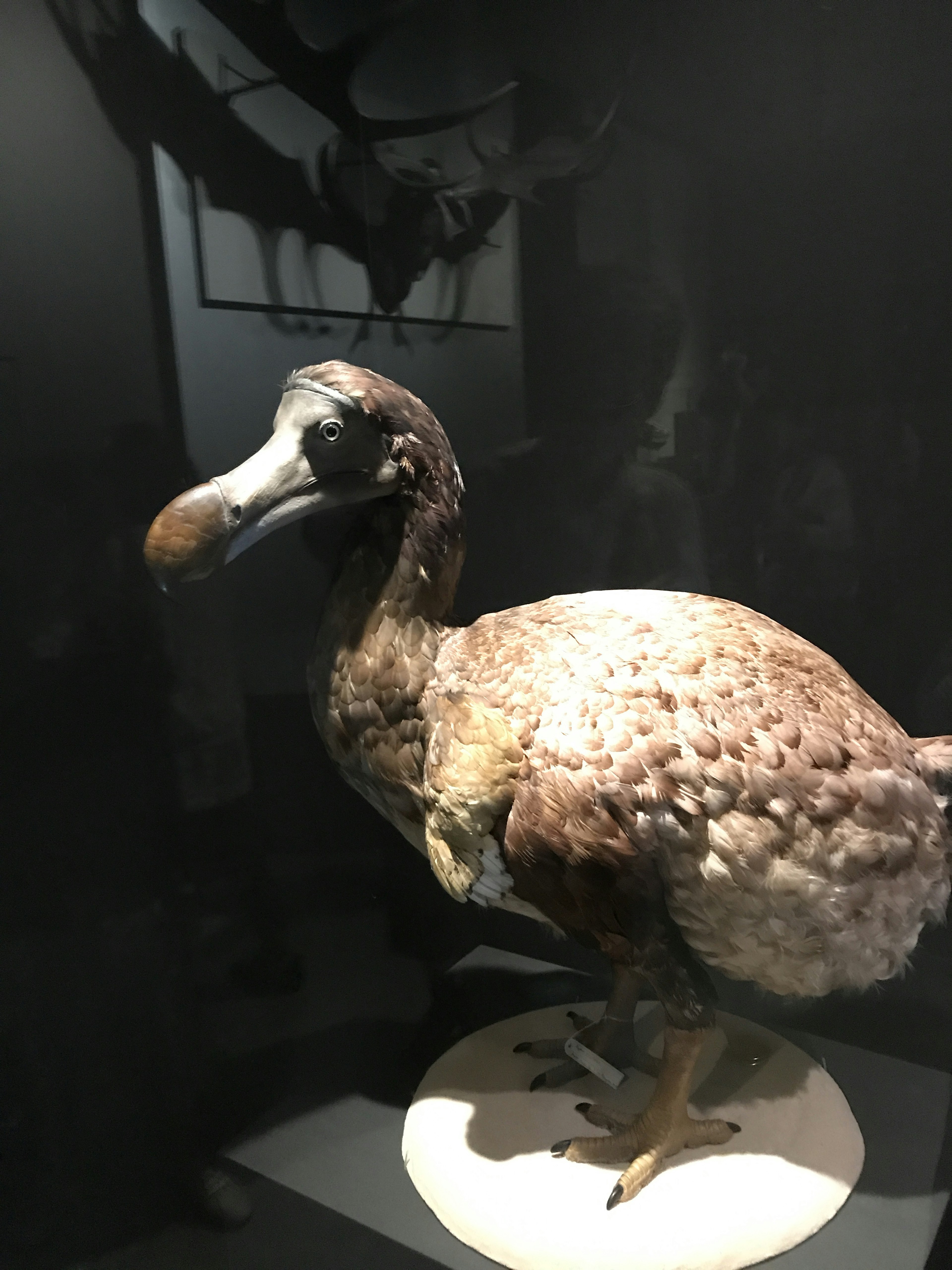 Exposition d'un oiseau dodo empaillé dans un musée