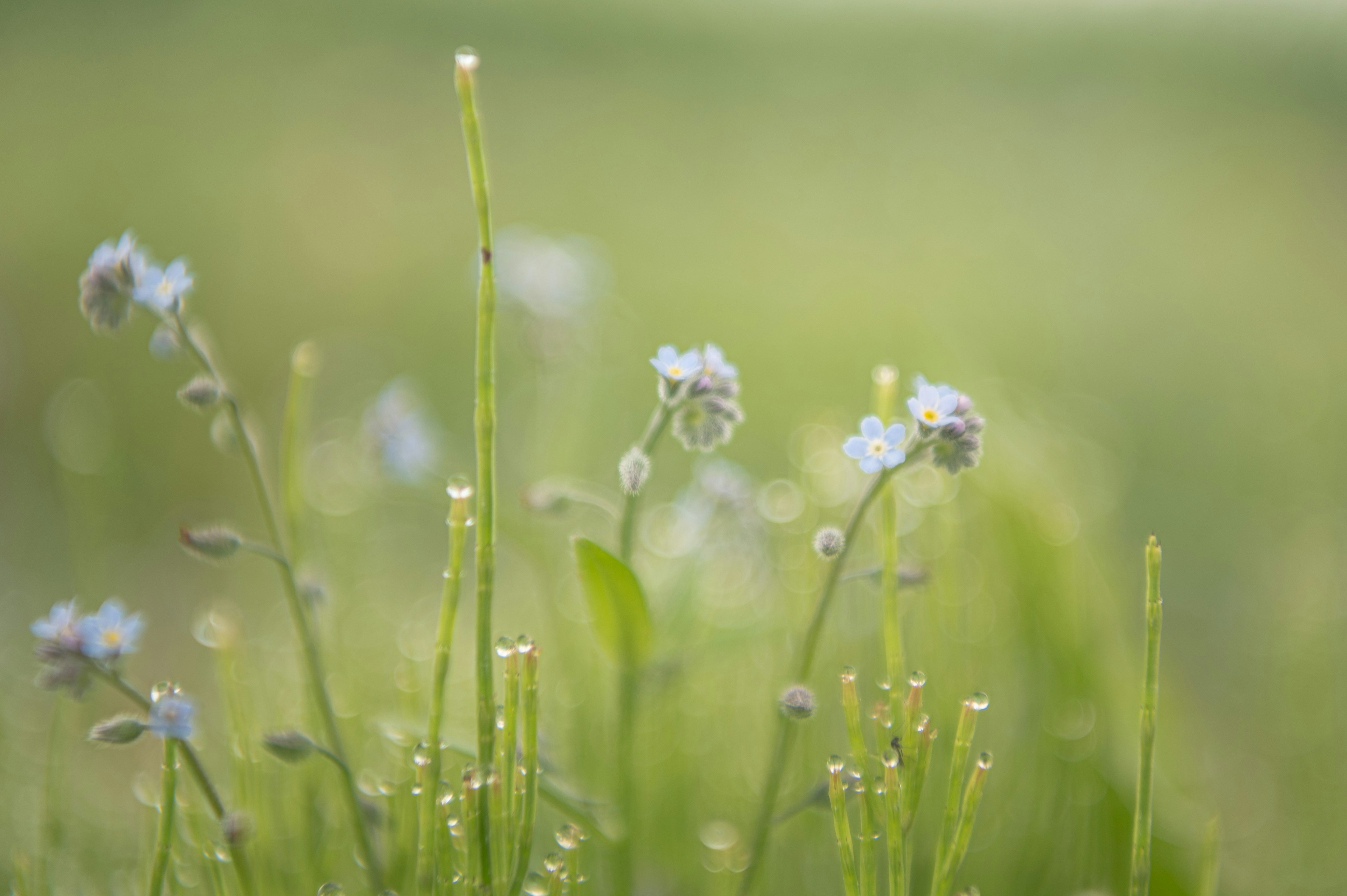 Sanfte Landschaft mit blauen Blumen und grünem Gras