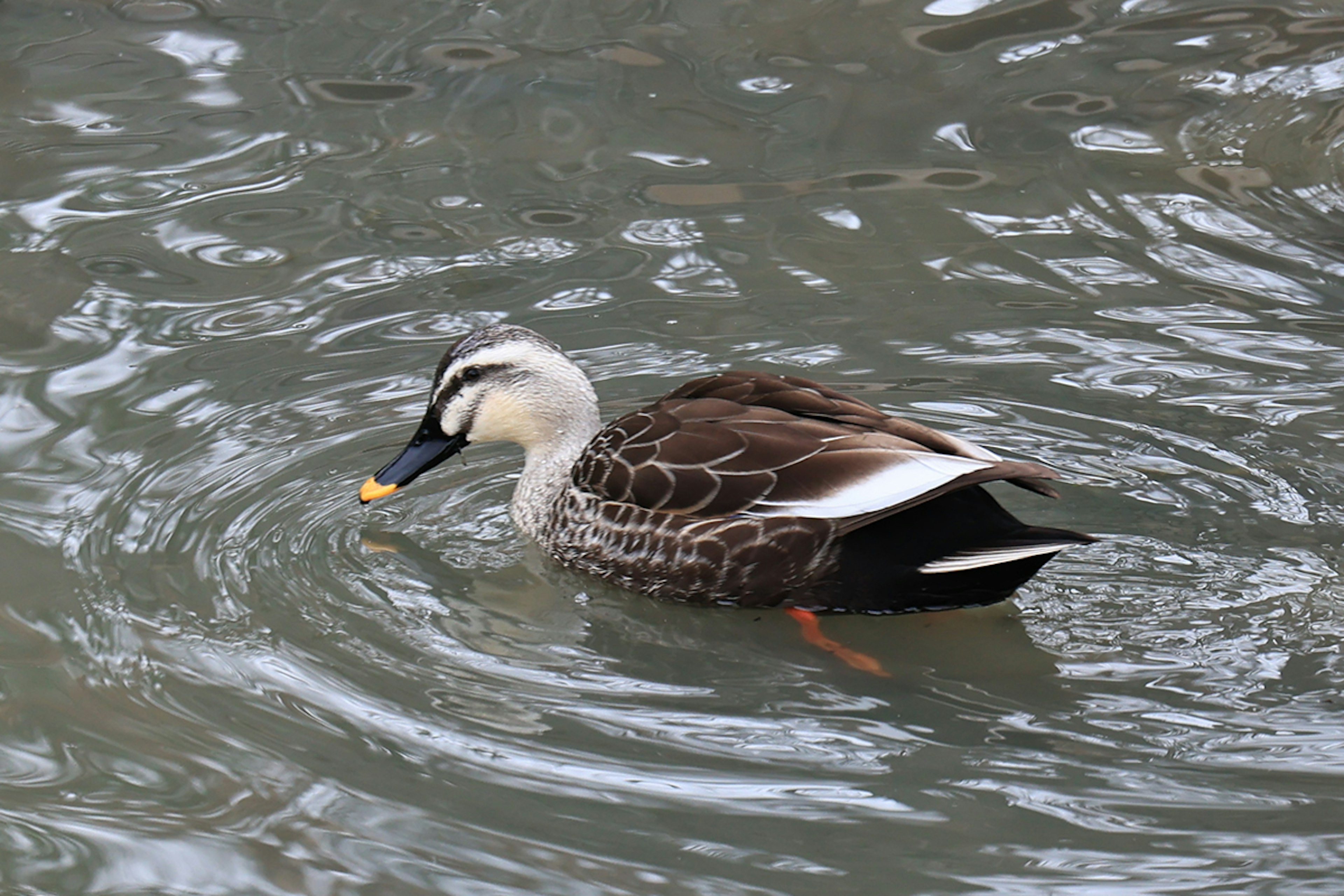 Un pato nadando en la superficie del agua mostrando sus patrones de plumas distintivos y las ondas del agua