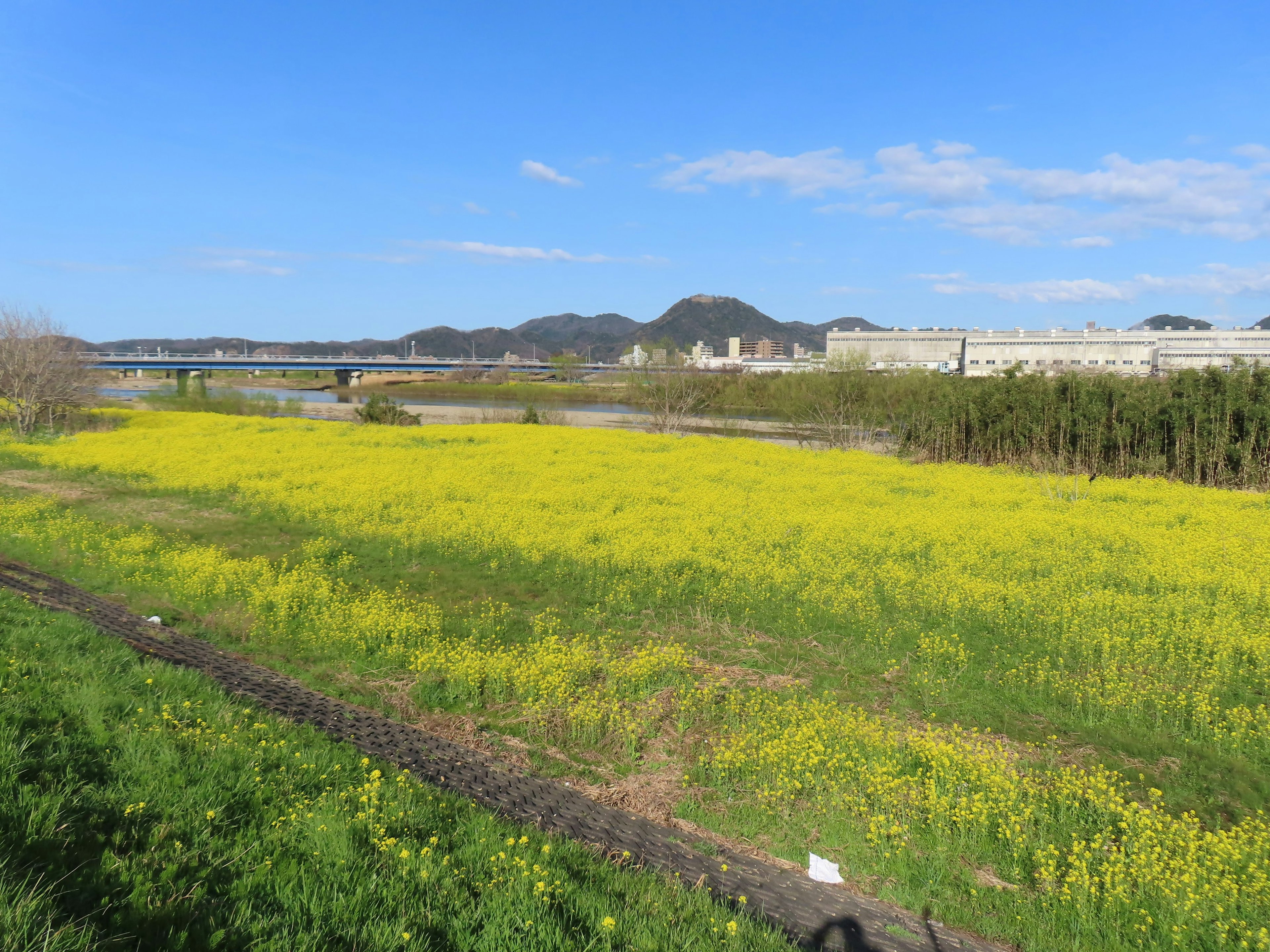 Ein weites Feld mit gelben Blumen unter einem klaren blauen Himmel