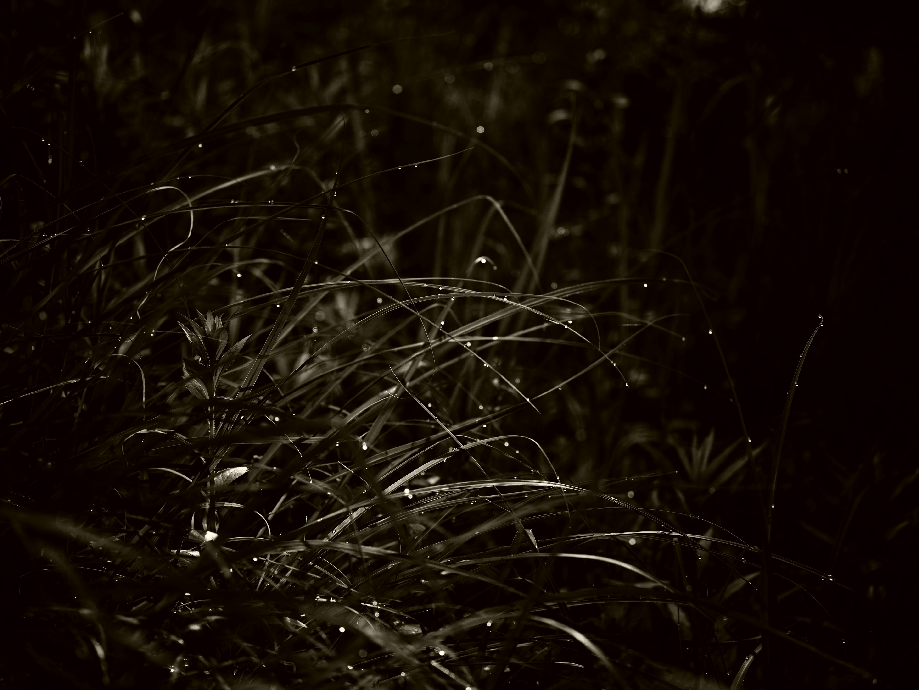 Gros plan sur de l'herbe avec des gouttes d'eau scintillantes sur un fond sombre