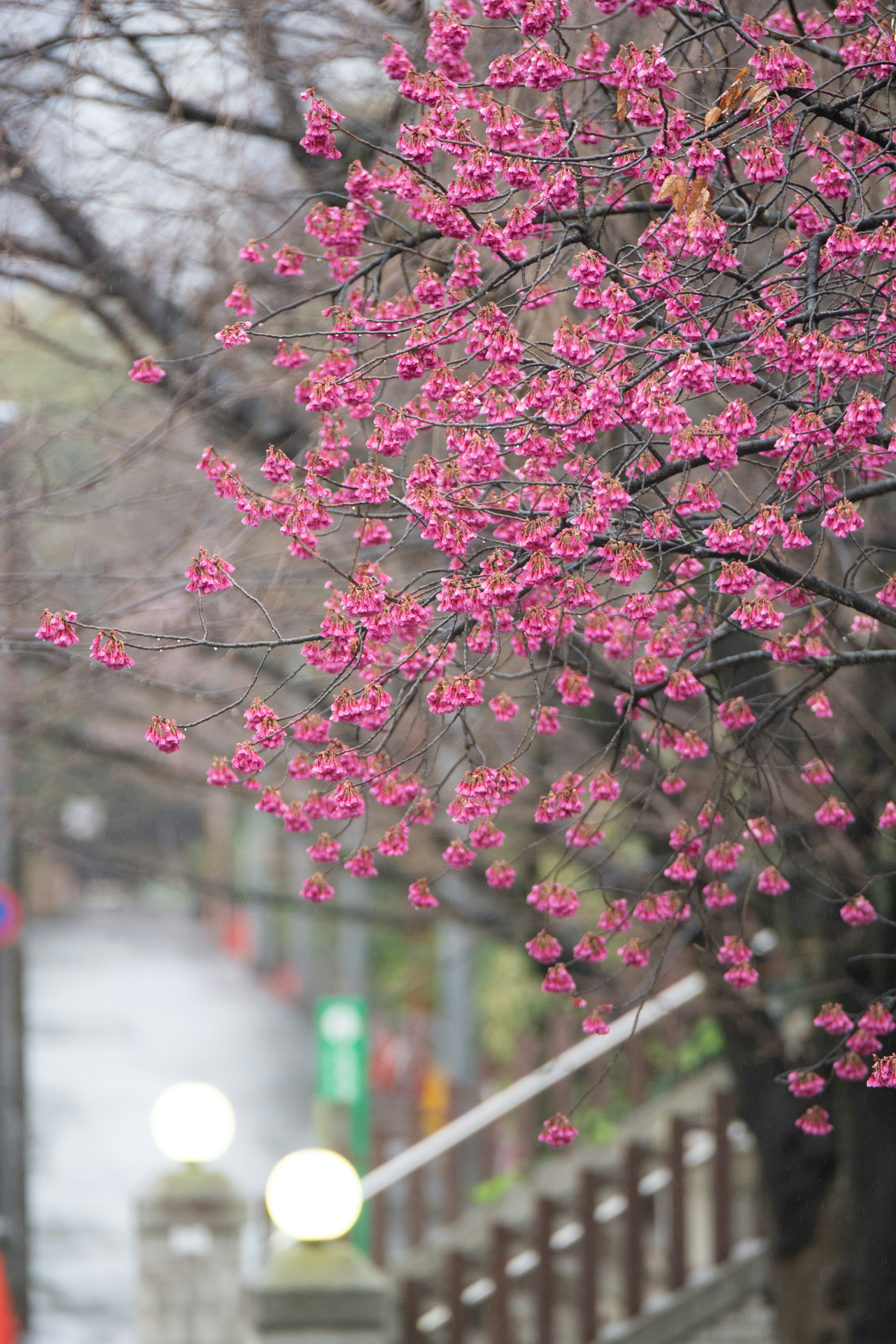 Rami di un albero con fiori rosa lungo un sentiero bagnato