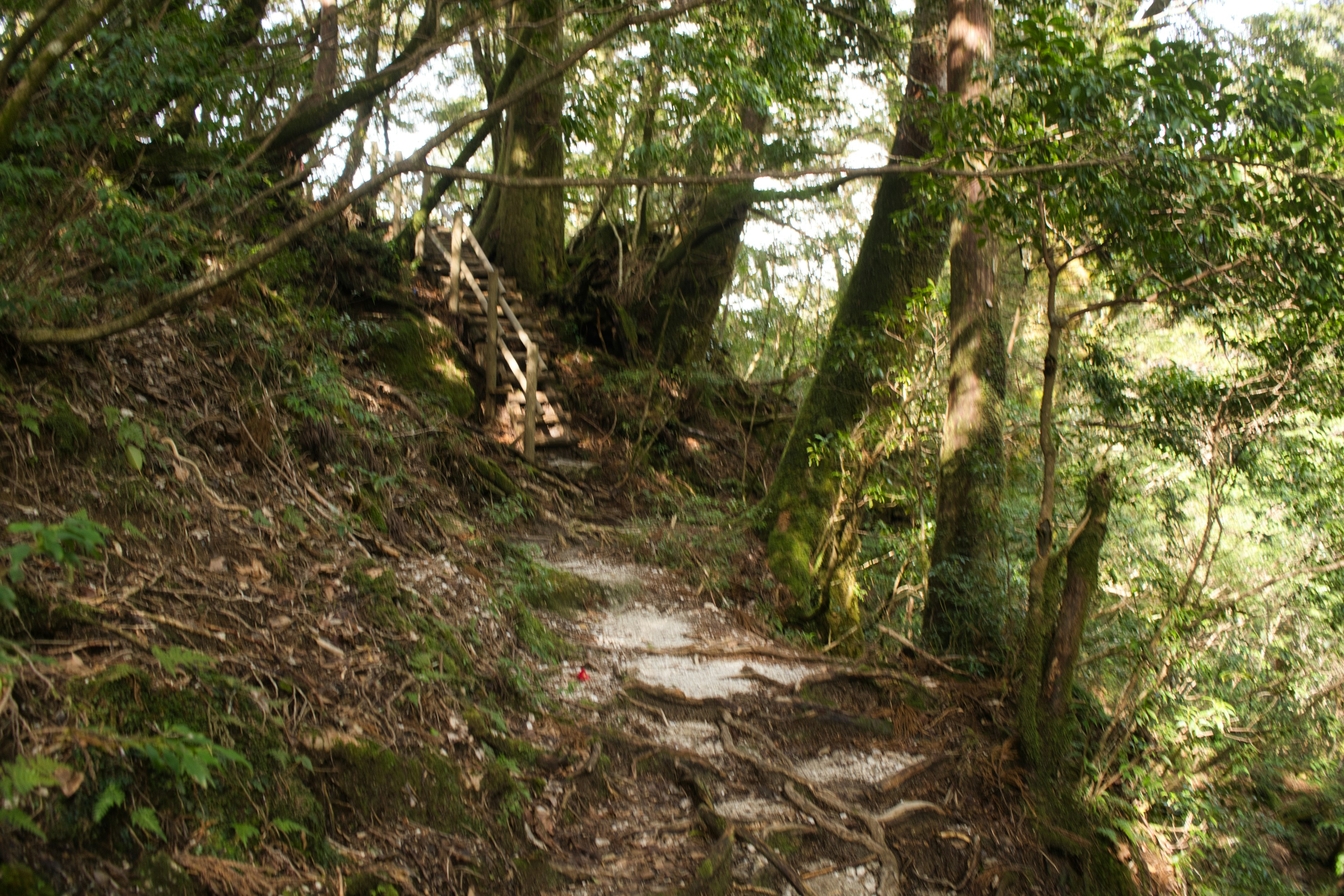 Immagine di un sentiero stretto che si snoda attraverso una foresta lussureggiante