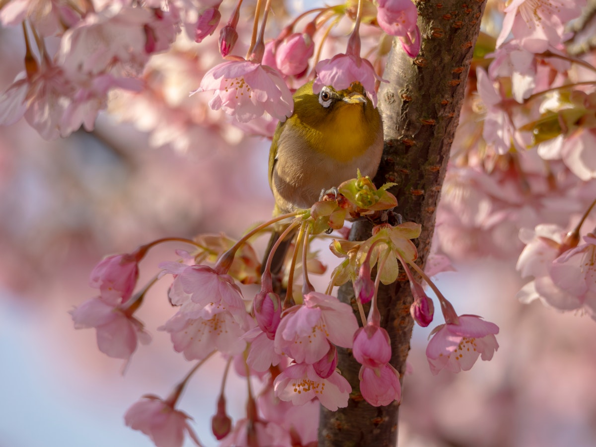 ภาพถ่าย Wildlife In Japan | ดาวน์โหลดรูปภาพปลอดค่าลิขสิทธิ์และความ ...