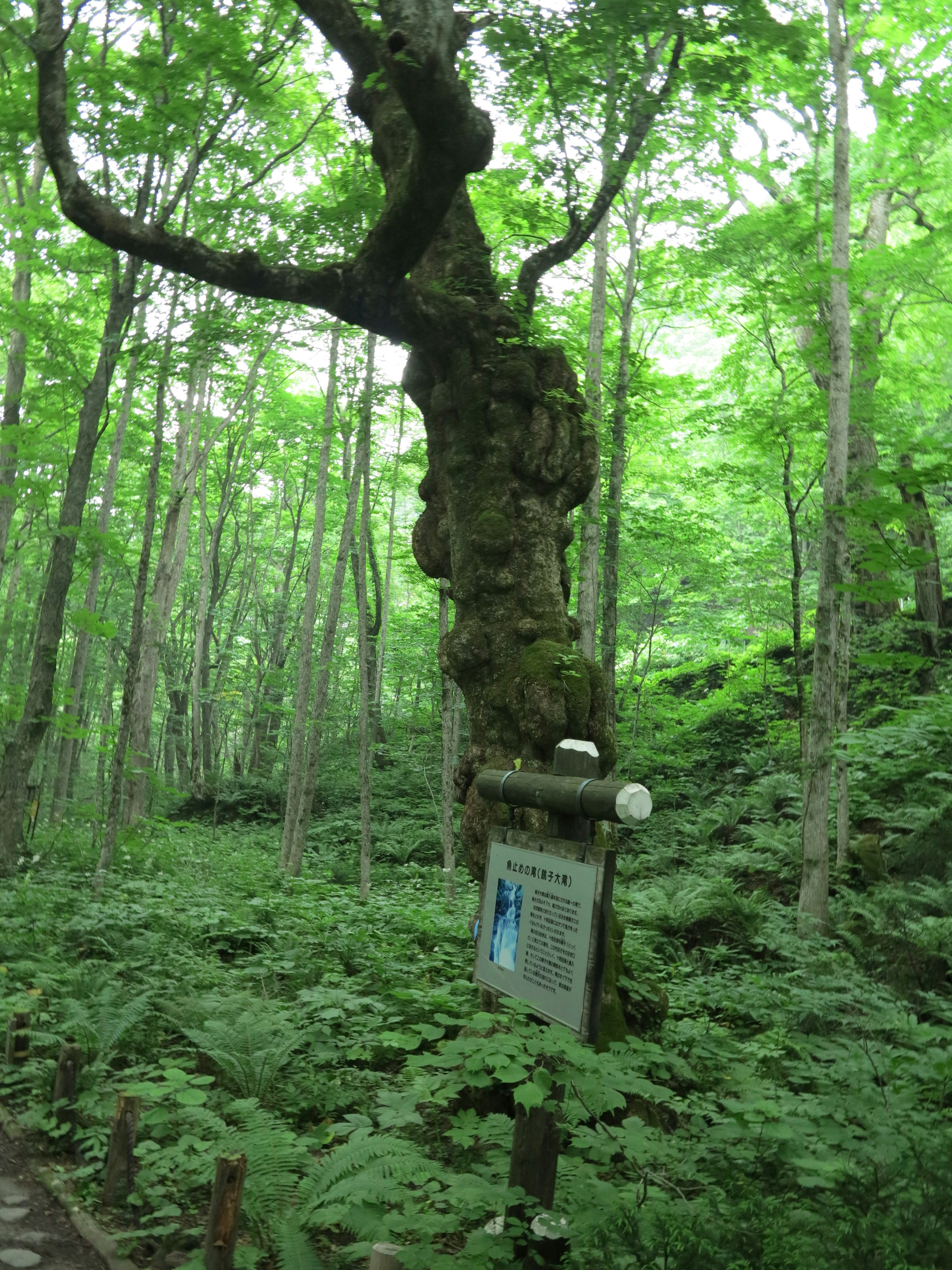 Ein alter Baum mit einem verdrehten Stamm in einem üppig grünen Wald mit einem Schild