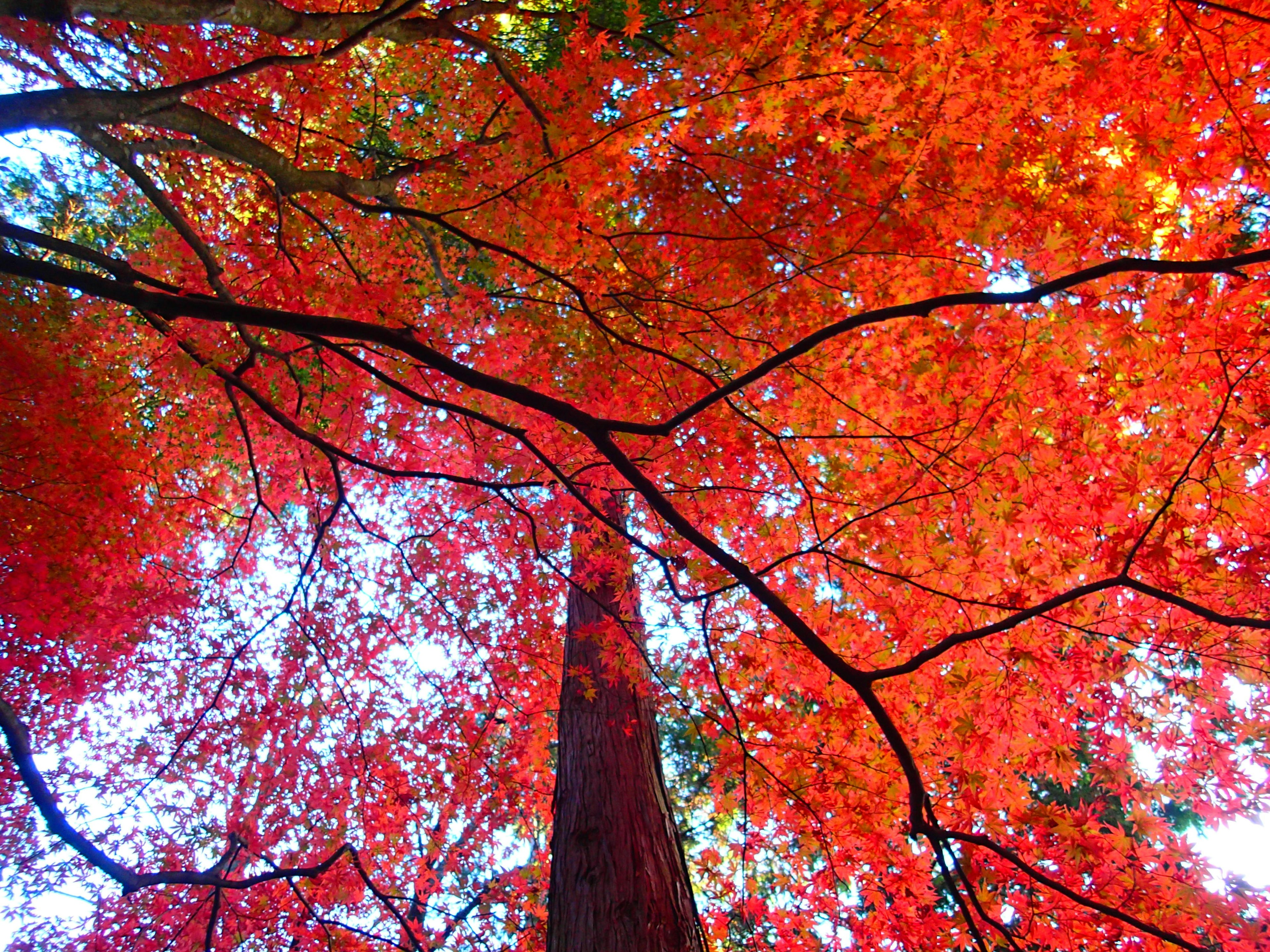 View of a tree covered in red leaves from below