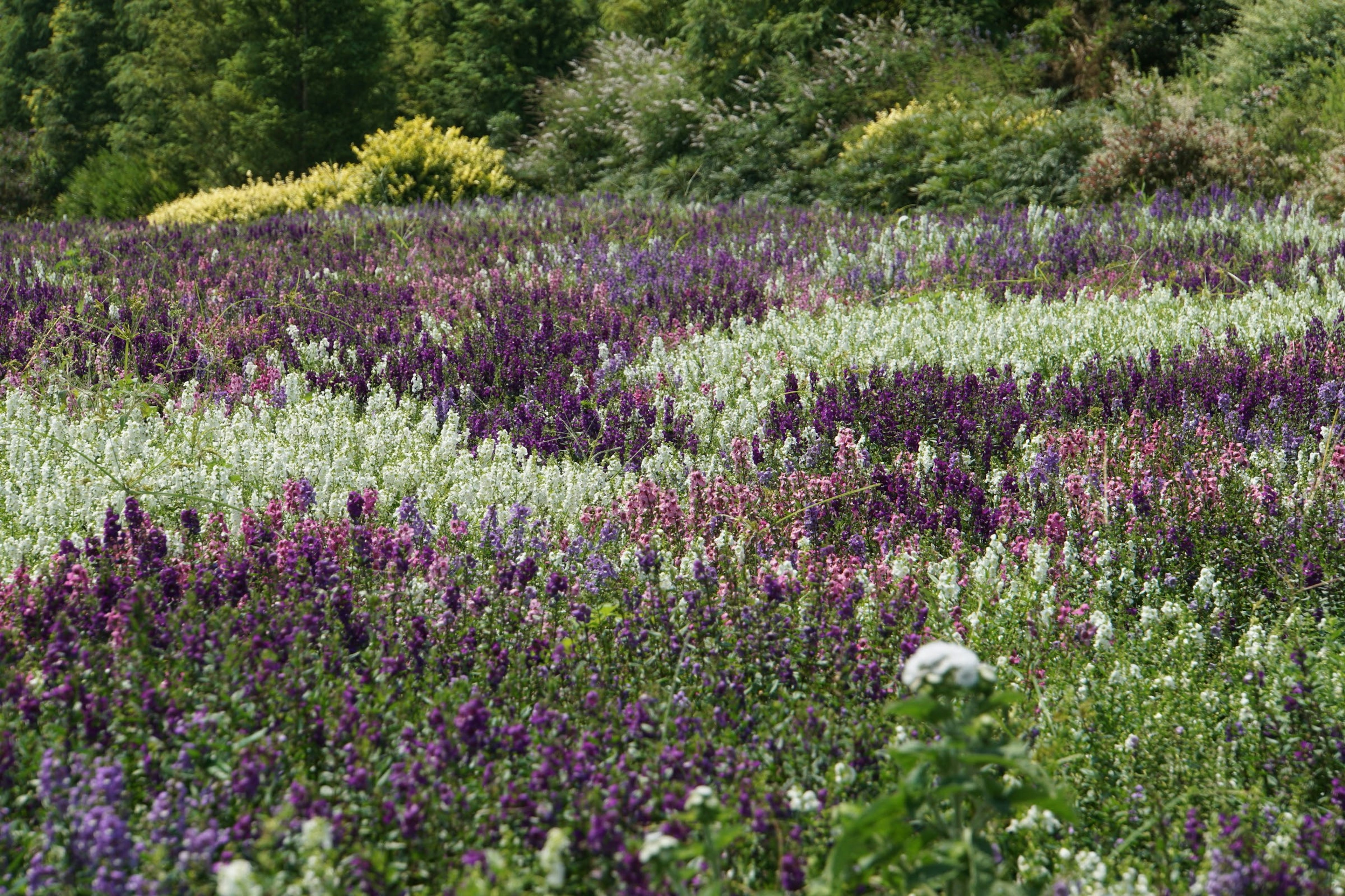 Bunte Blumen erstrecken sich über eine Landschaft, umgeben von grünen Bäumen mit lila und weißen Blüten