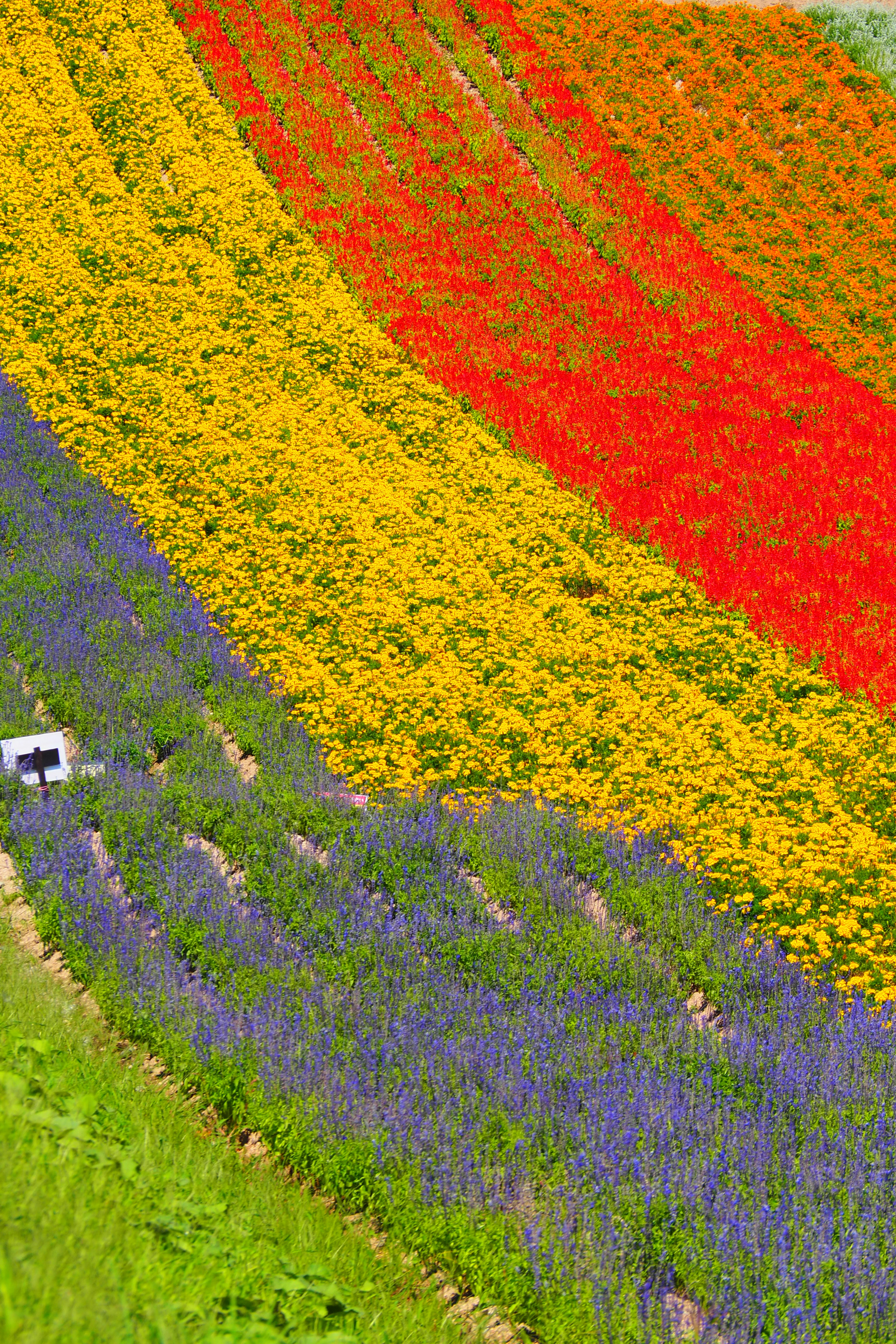 Campi di fiori vivaci disposti in strisce colorate