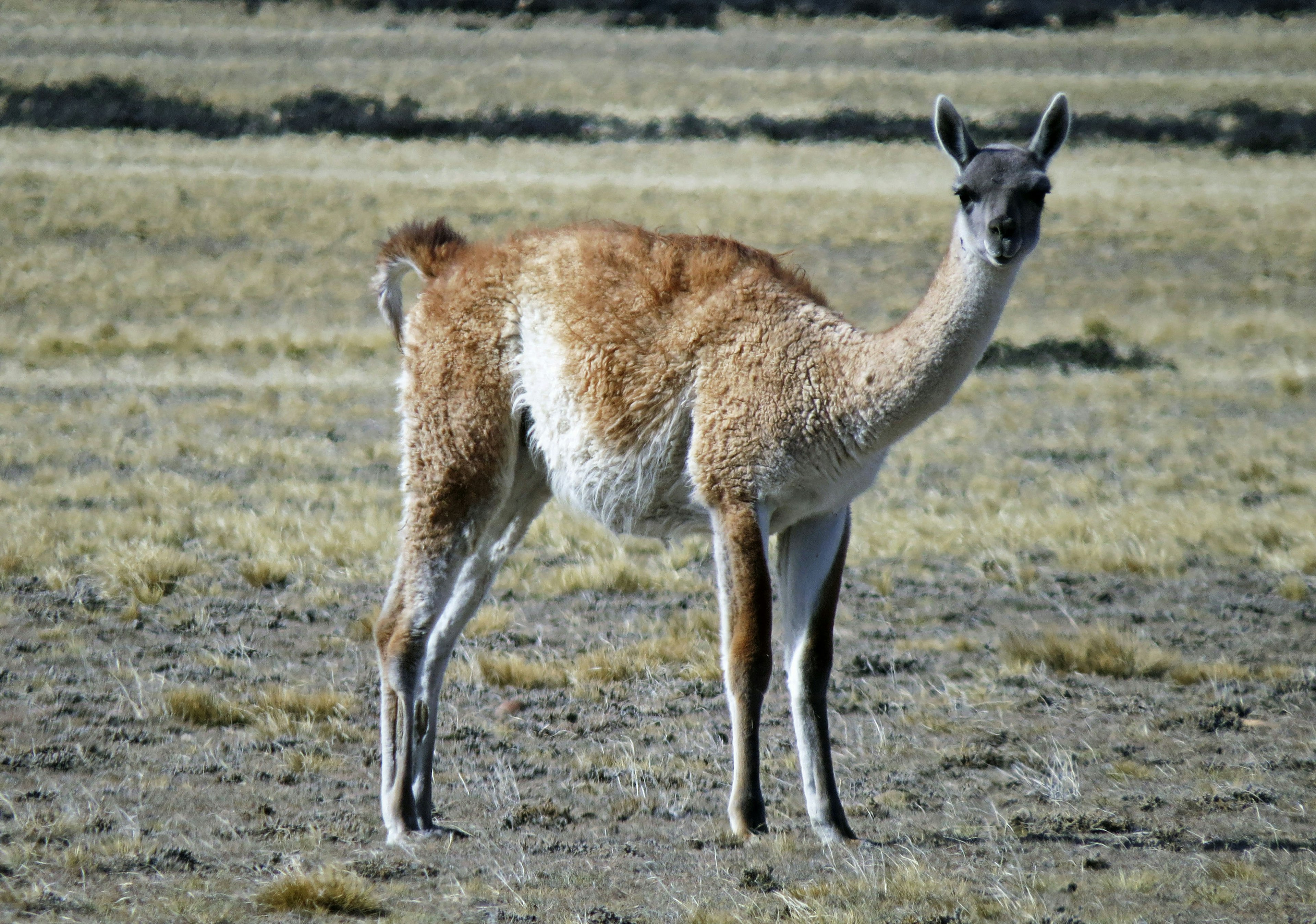 Una vicuña de pie en un paisaje cubierto de hierba