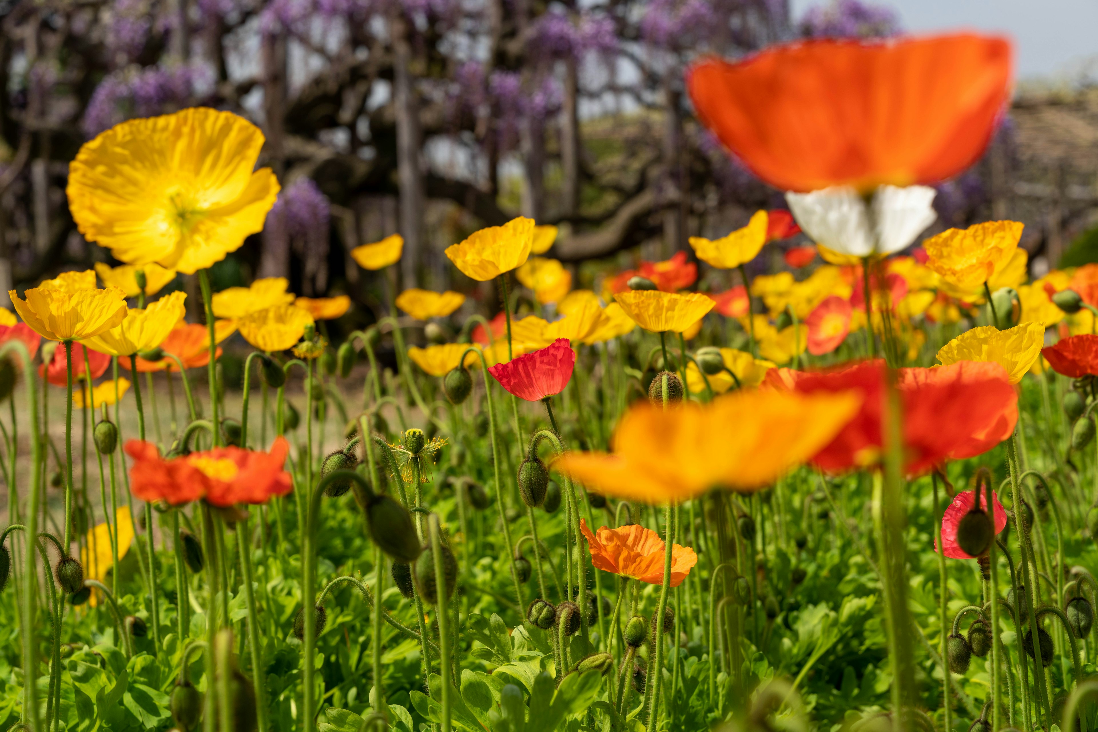 色とりどりのポピーの花が咲いている風景