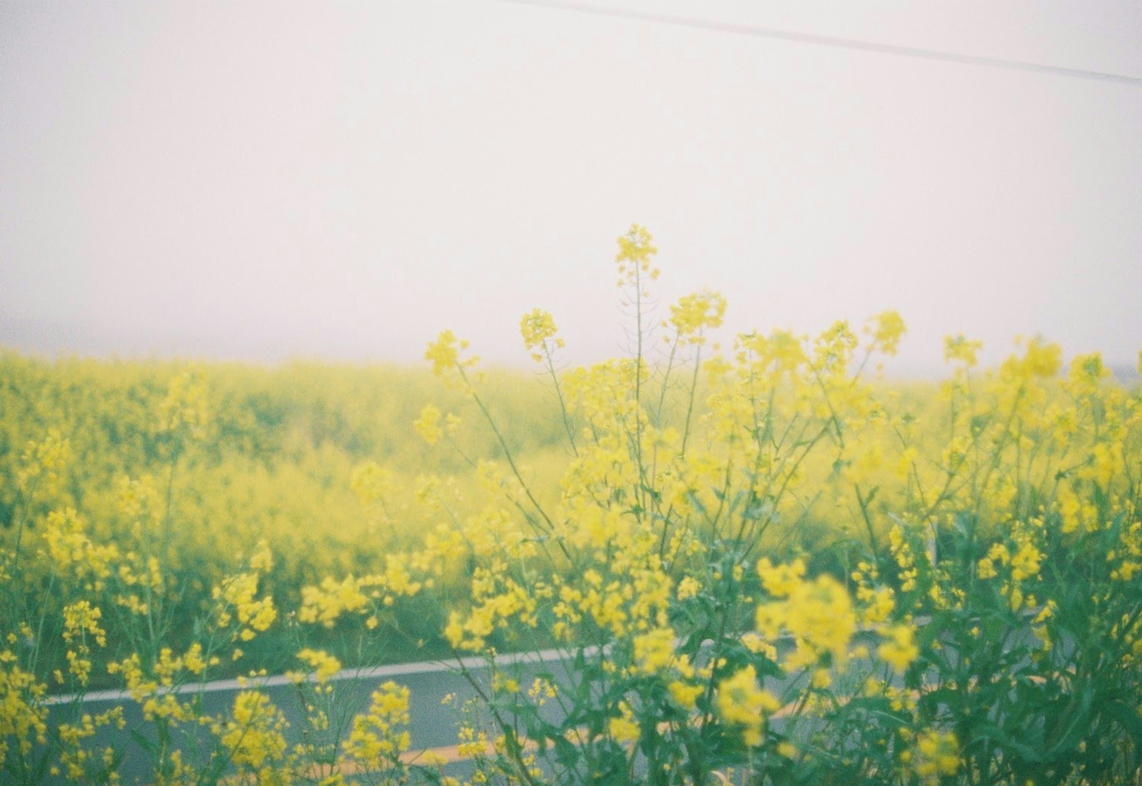 Champ de fleurs jaunes dans un paysage brumeux