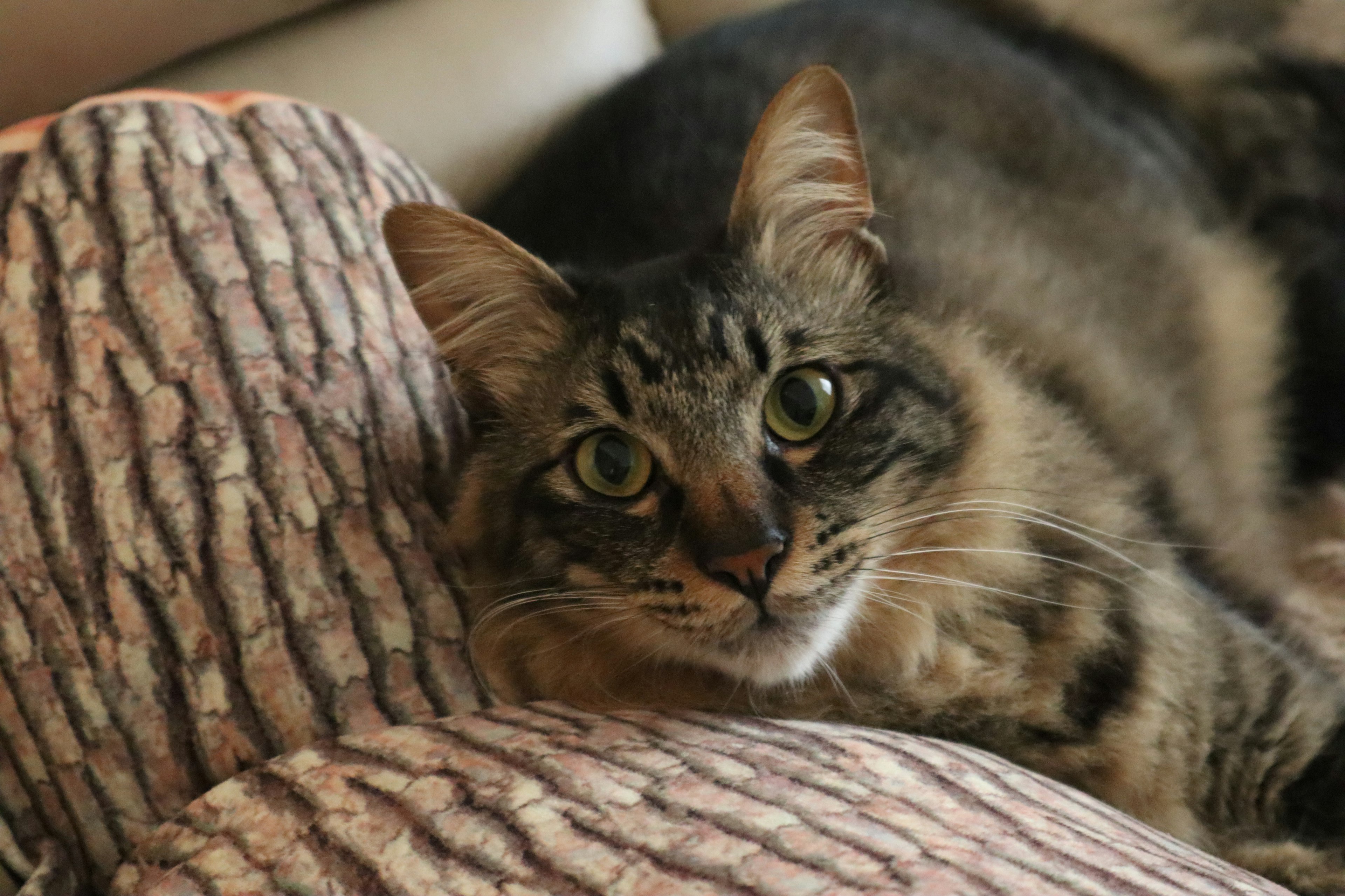 Un chat se détendant sur un coussin texturé