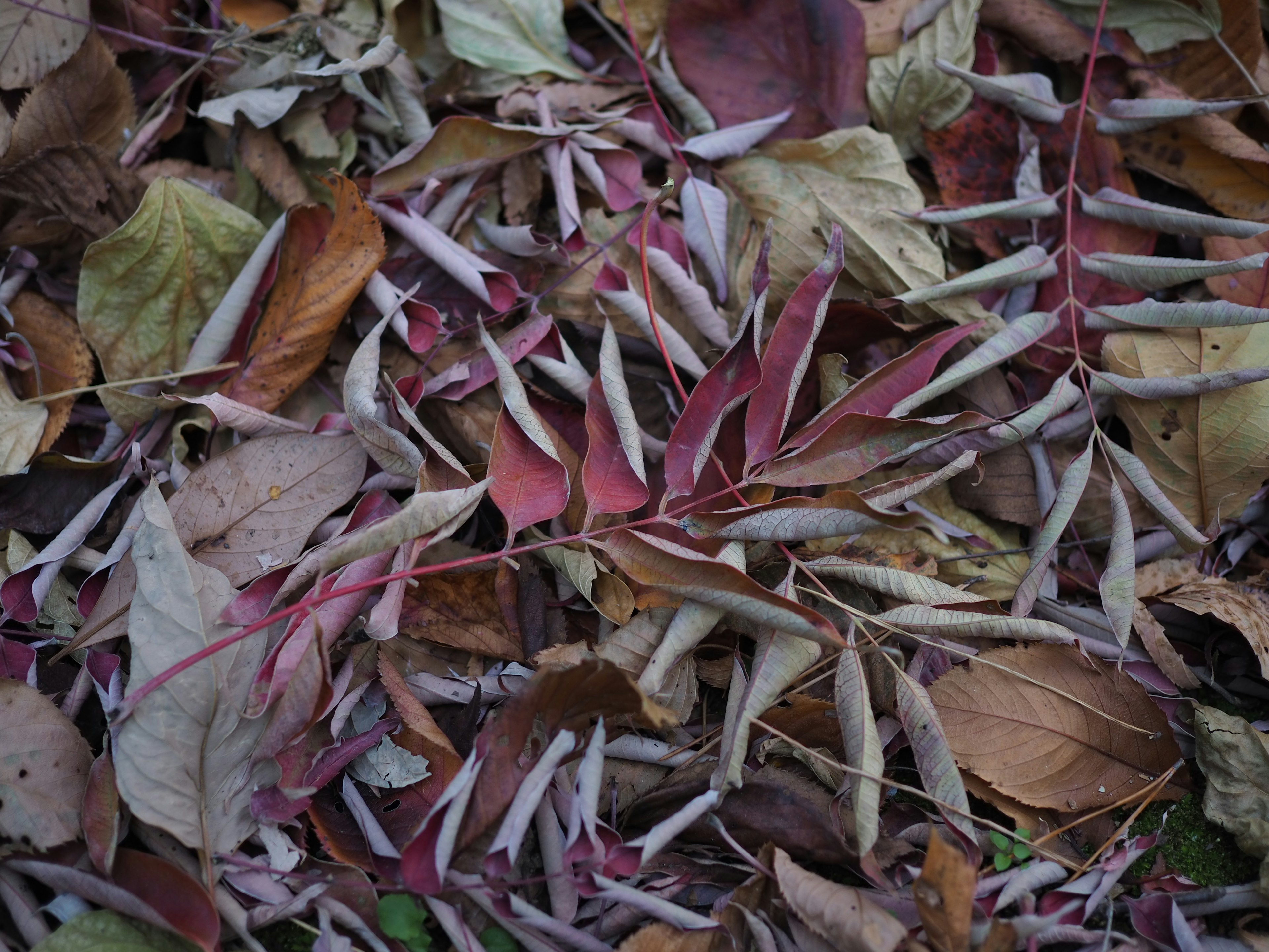 Colorful autumn leaves scattered on the ground