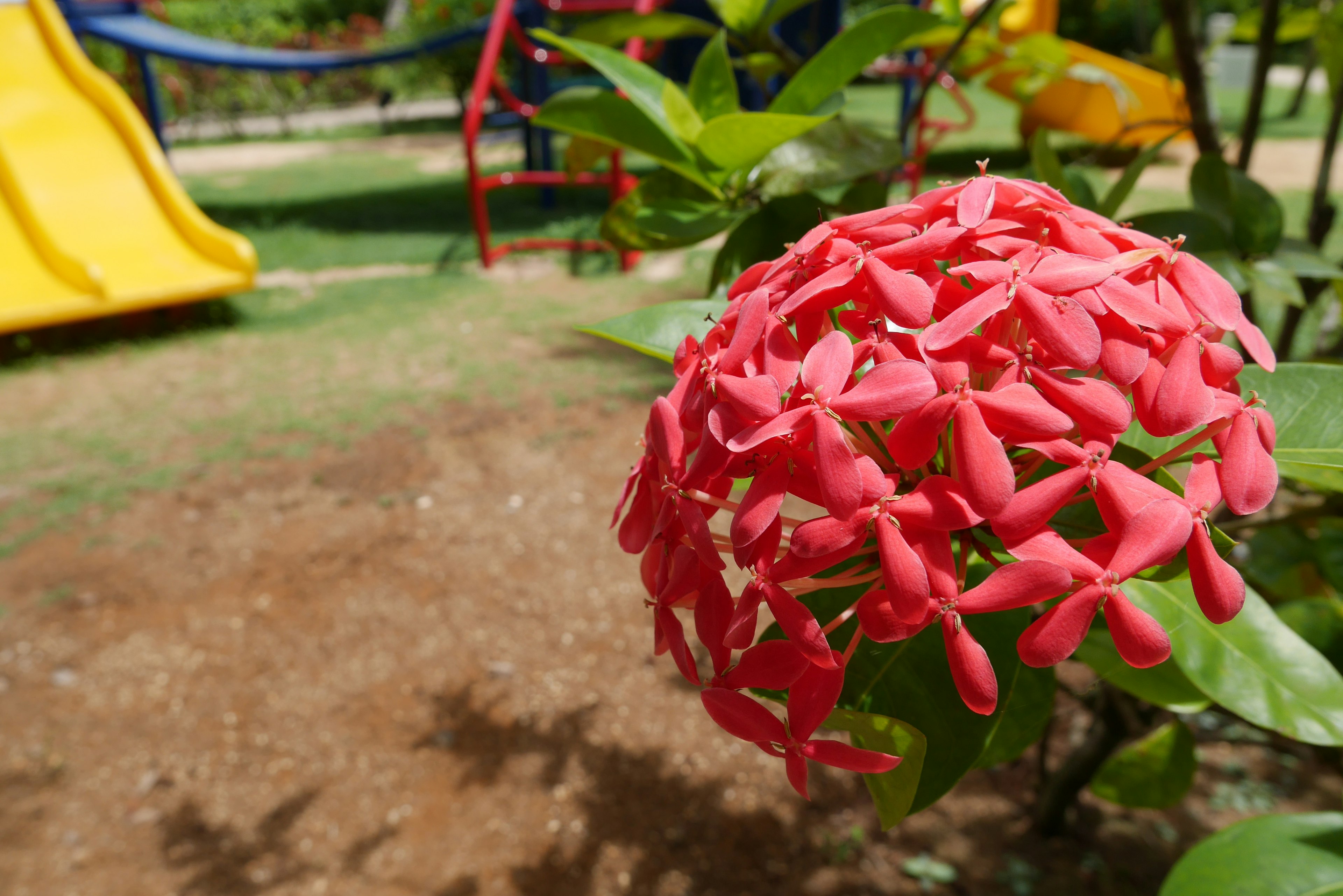 Fleur rose vif fleurissant près d'un terrain de jeux