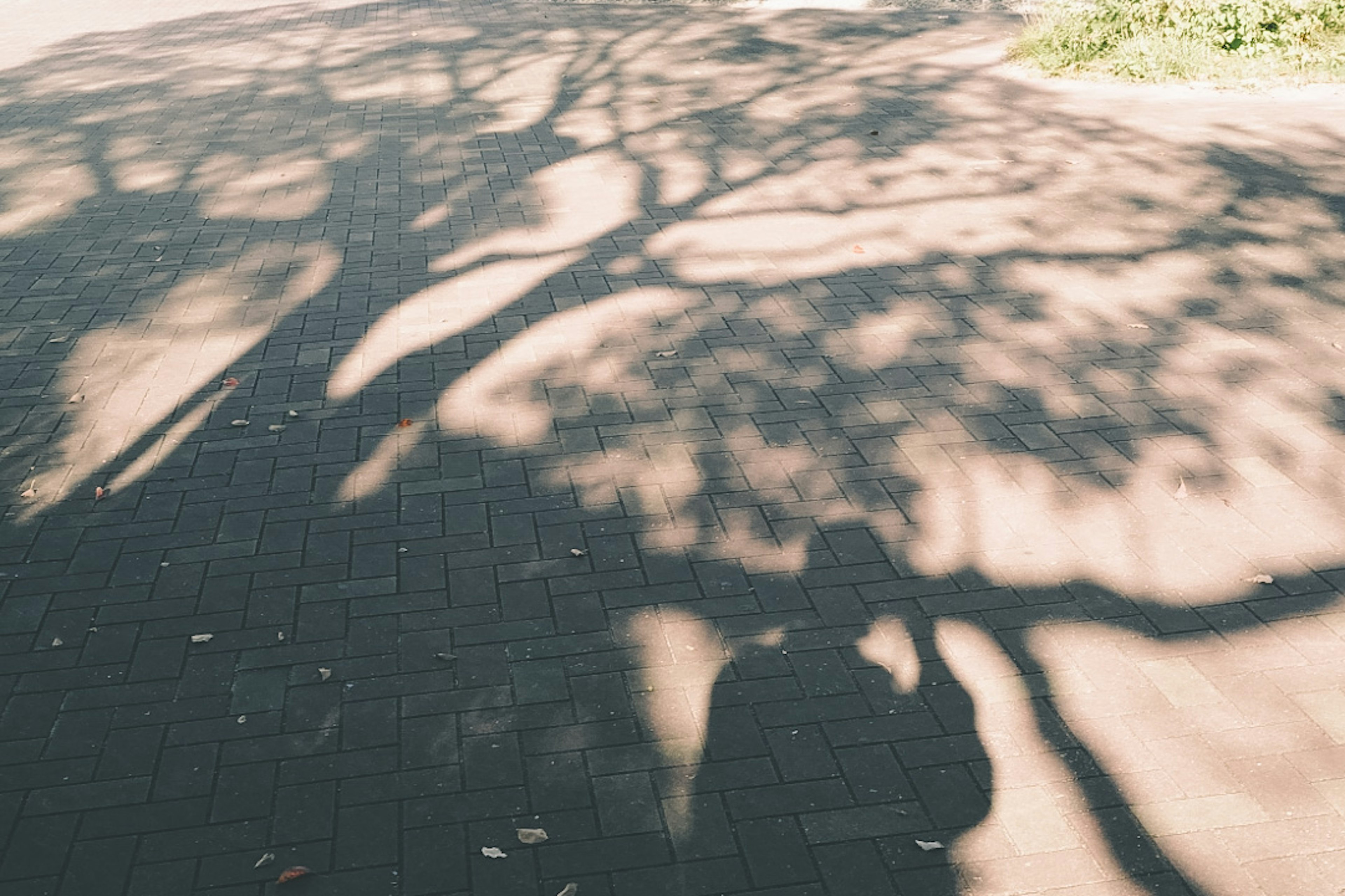 Silhouette d'une personne et ombres d'arbres projetées sur le sol