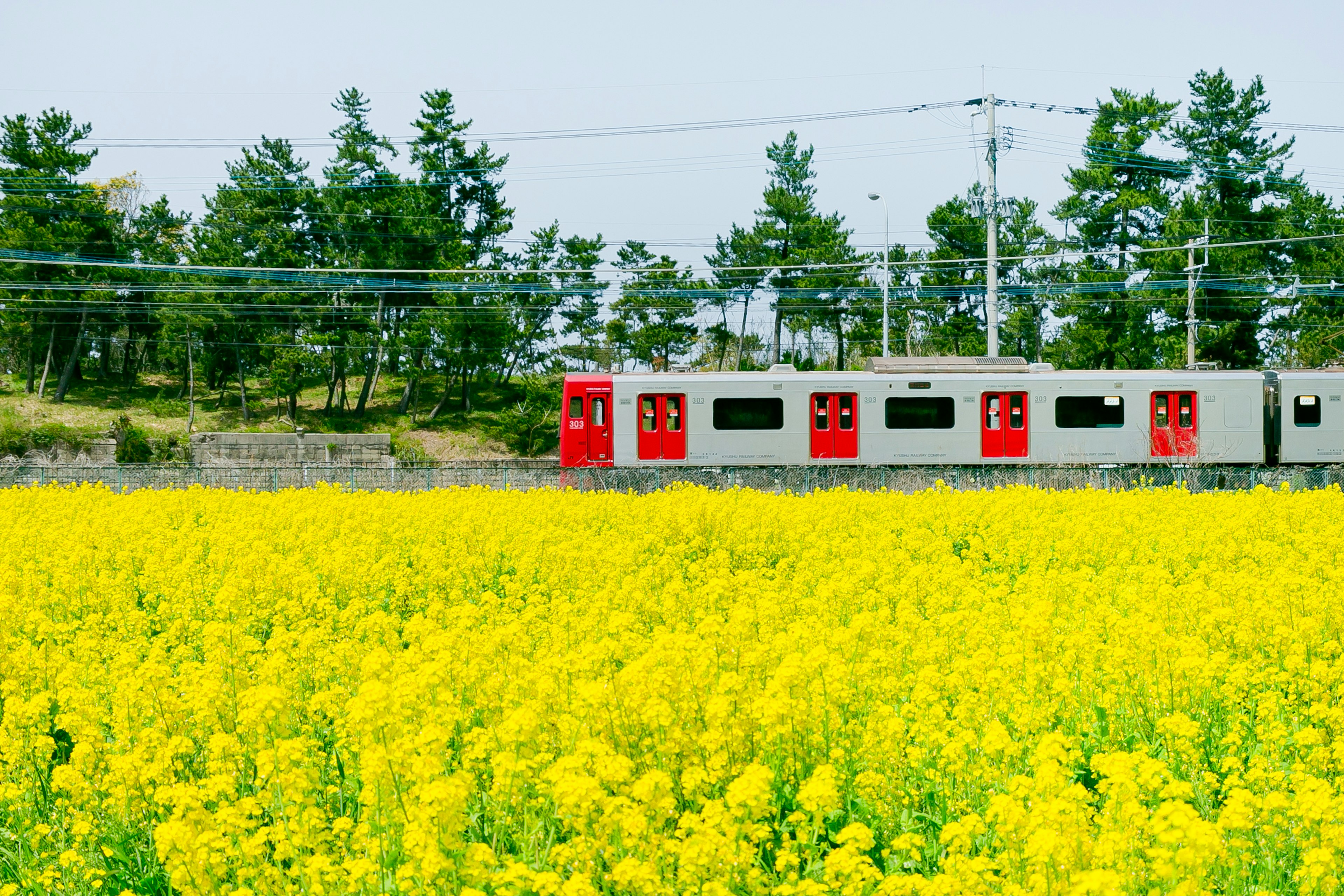 Train aux fenêtres rouges passant à travers un champ de fleurs jaunes et d'arbres verts