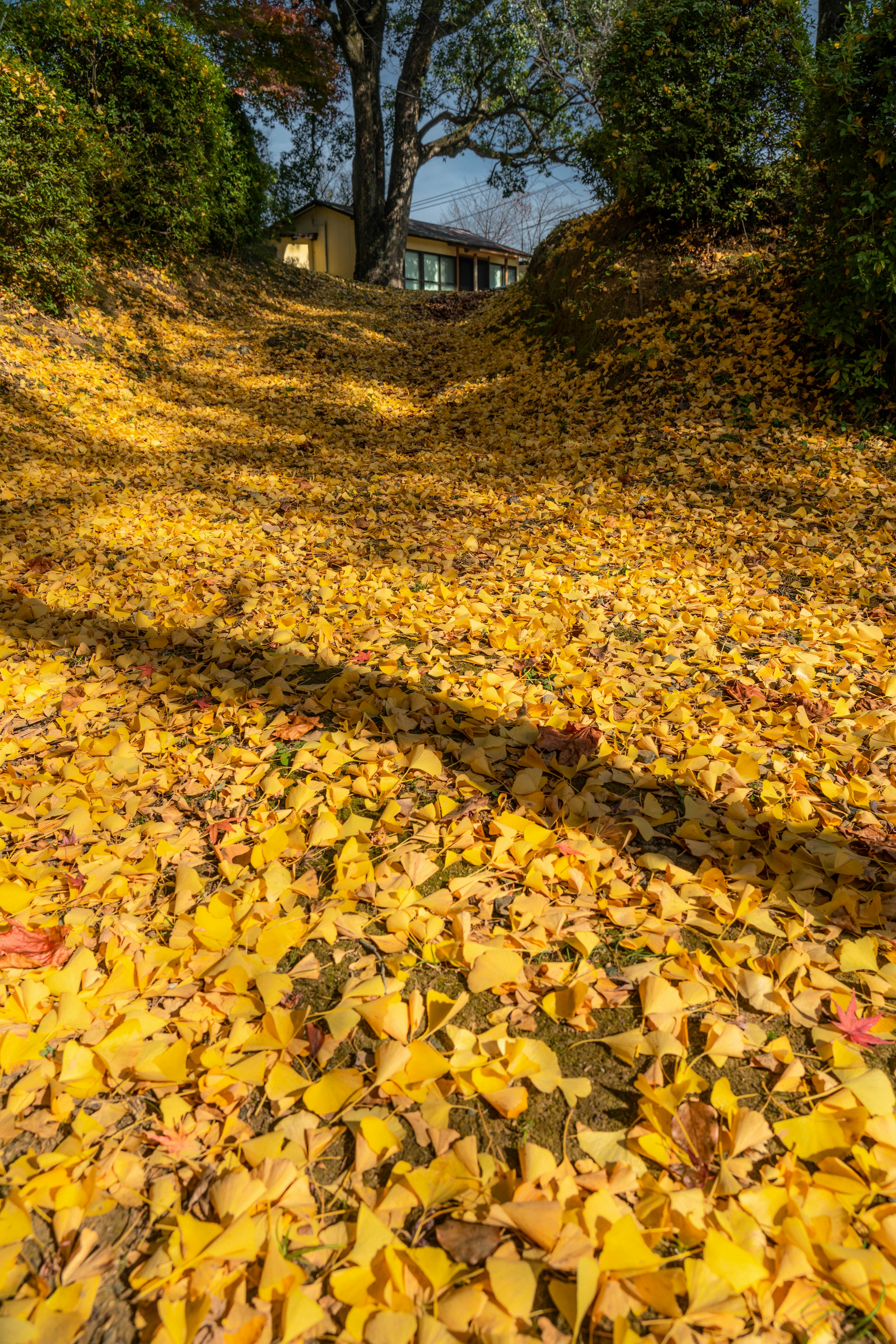 Weg bedeckt mit lebhaften gelben Blättern im Herbst