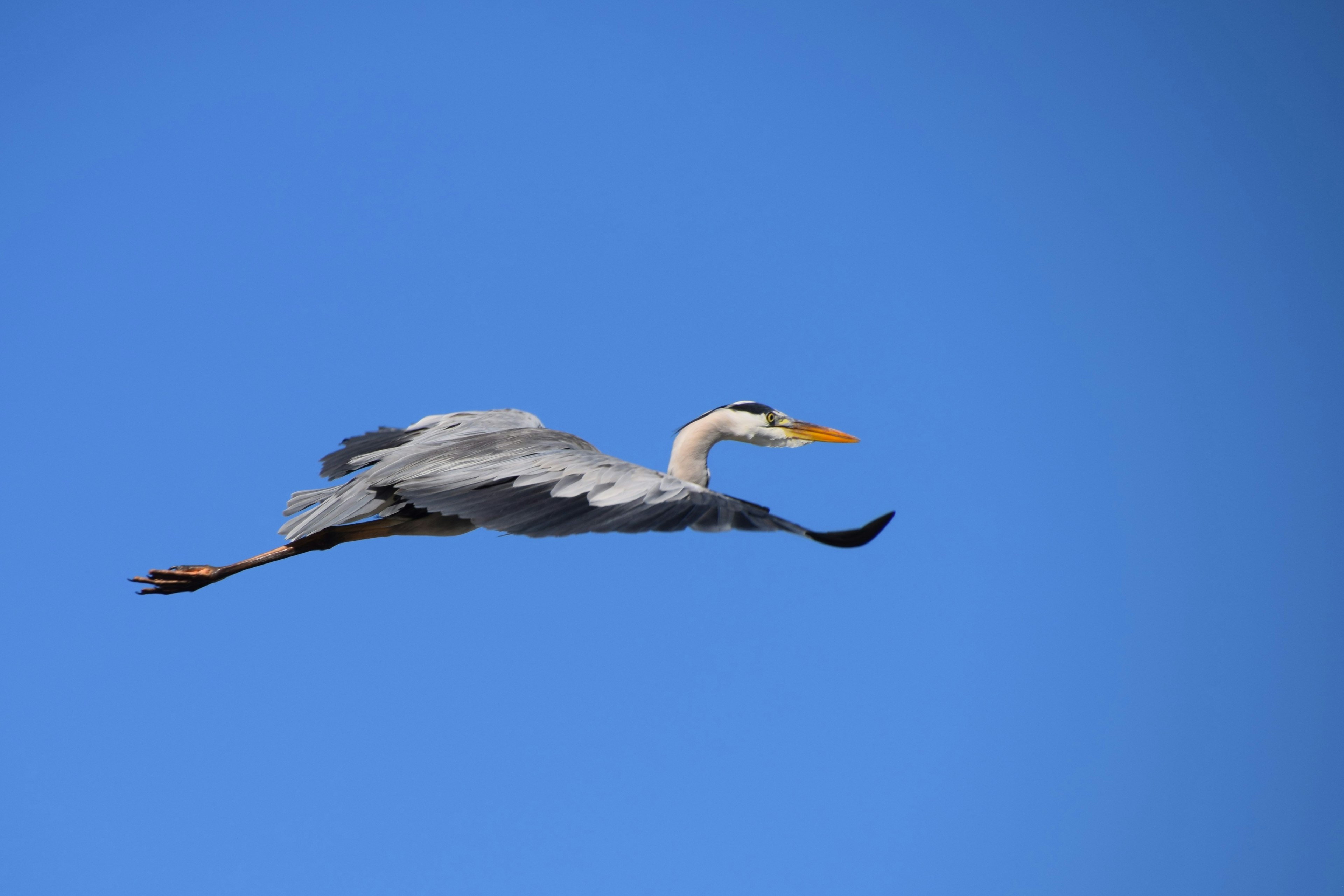 Una garza volando contra un cielo azul claro