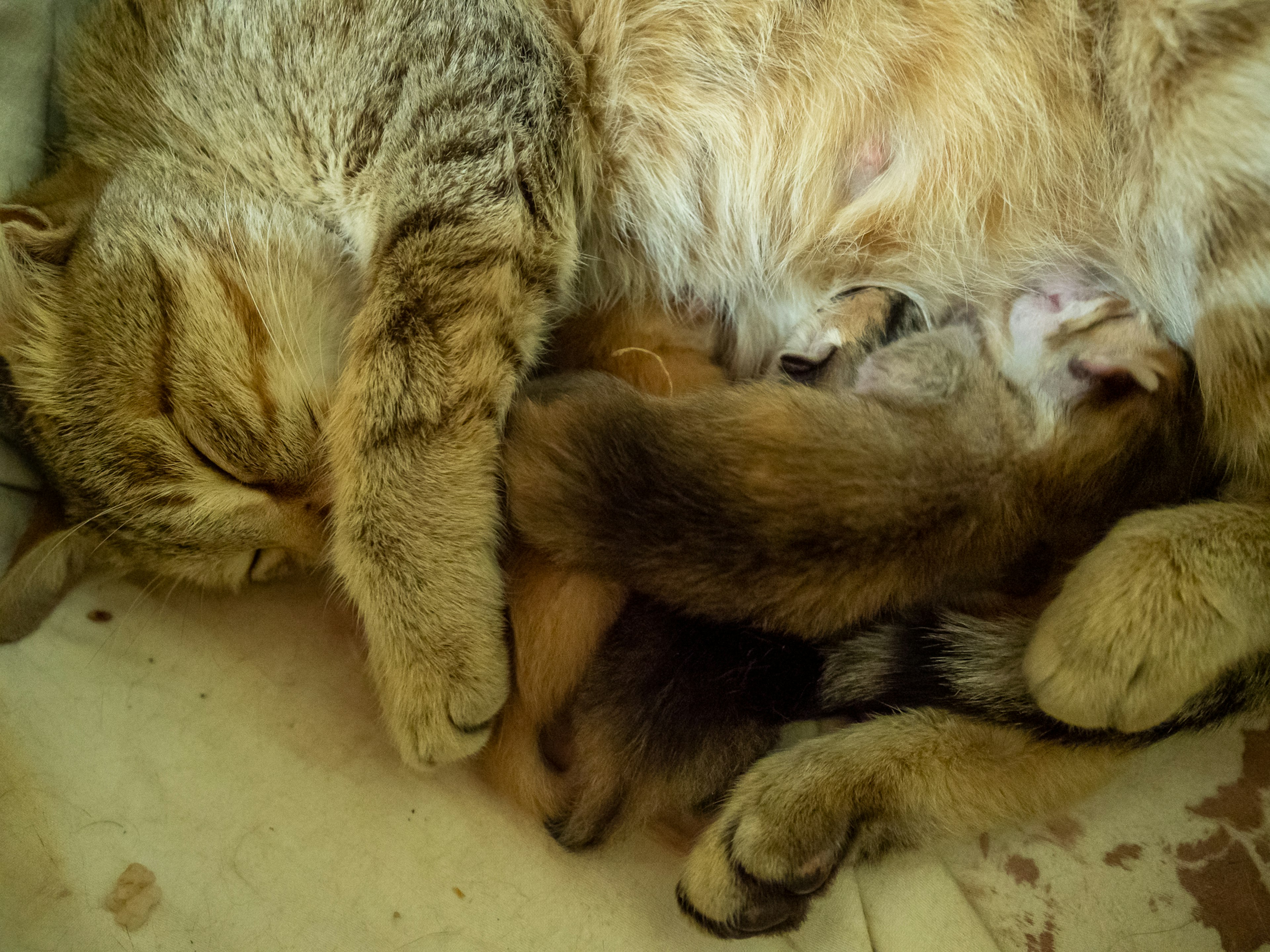 A mother cat cuddling with her kittens