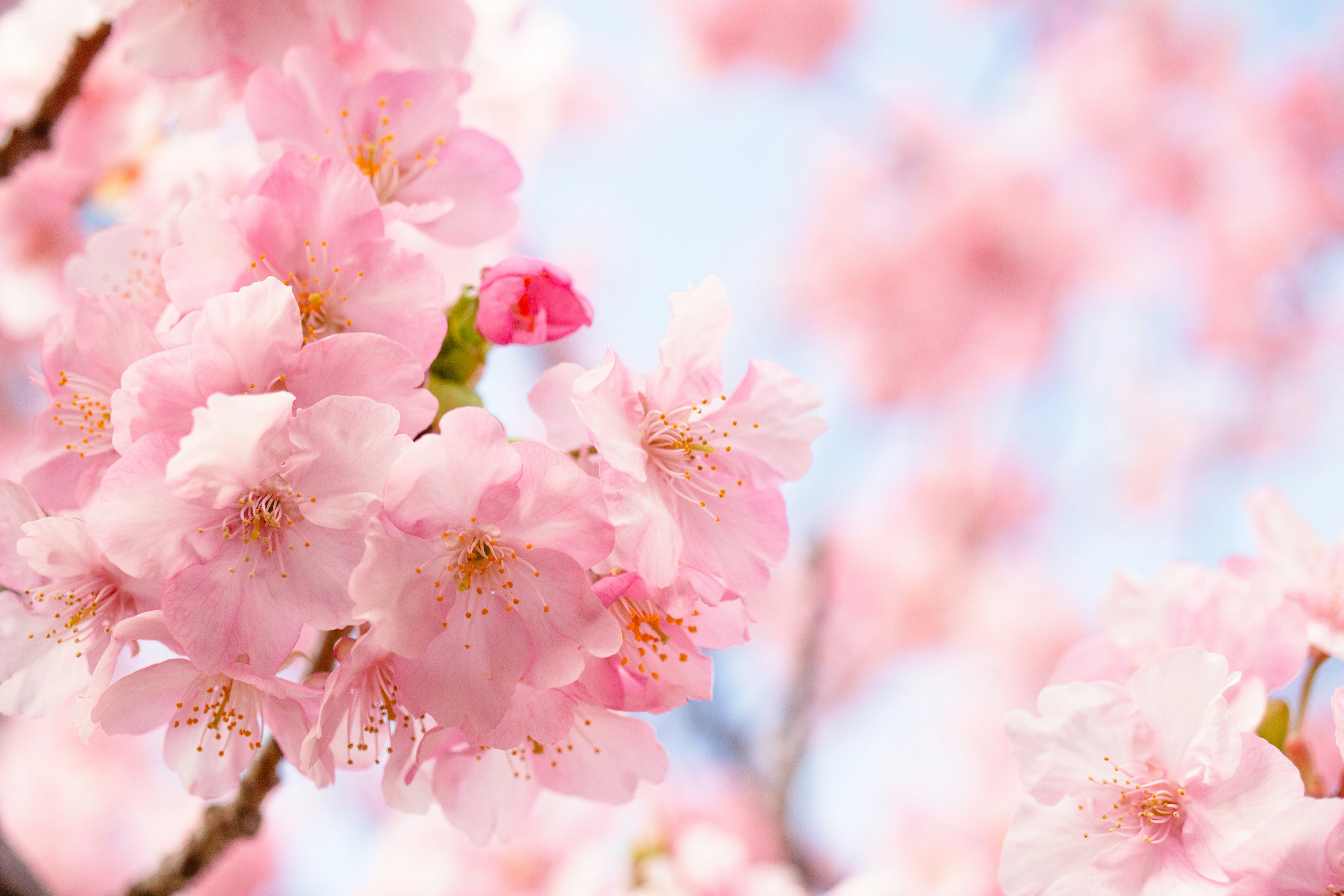 Schöne Szene mit blühenden Kirschblüten