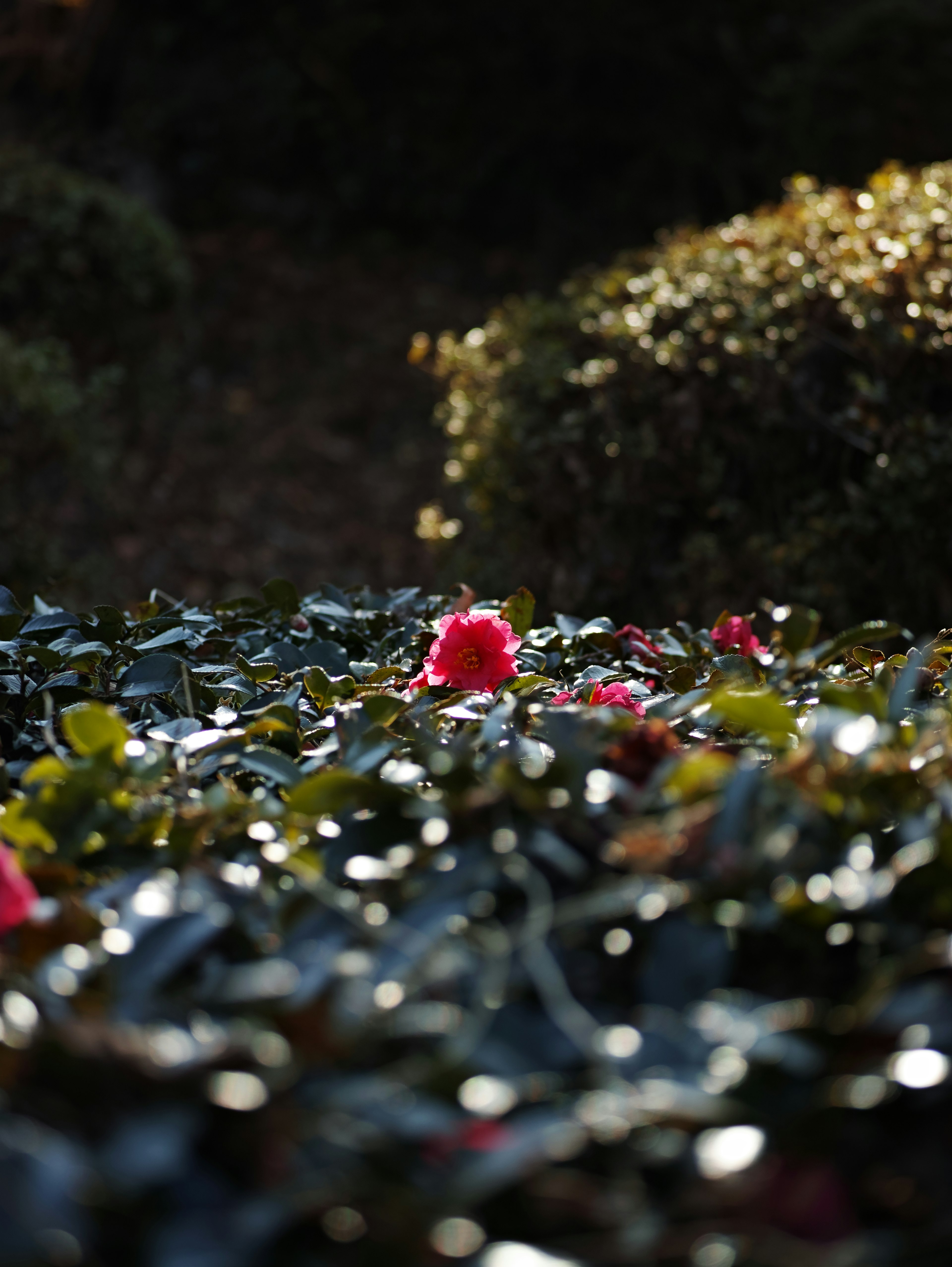 緑の葉の中に咲く赤い花とぼんやりした背景