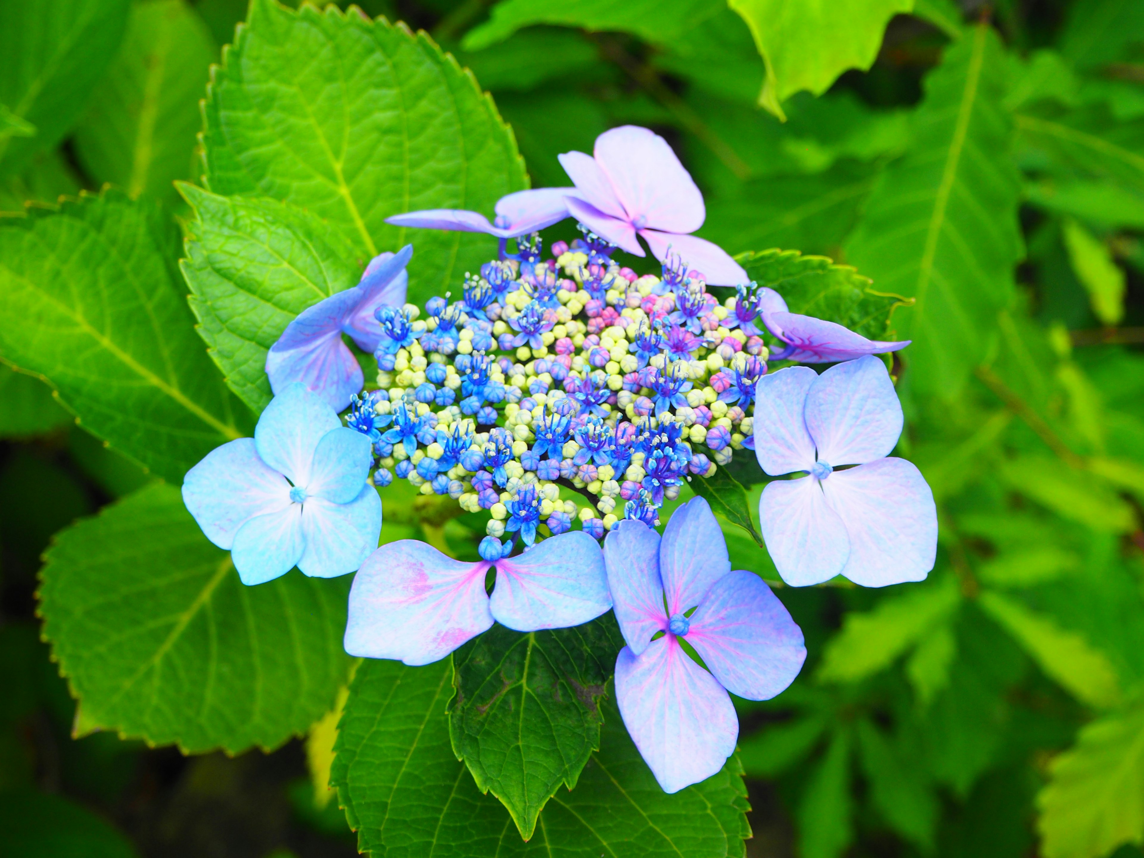 Schöne Hortensie mit blauen Blumen und grünen Blättern