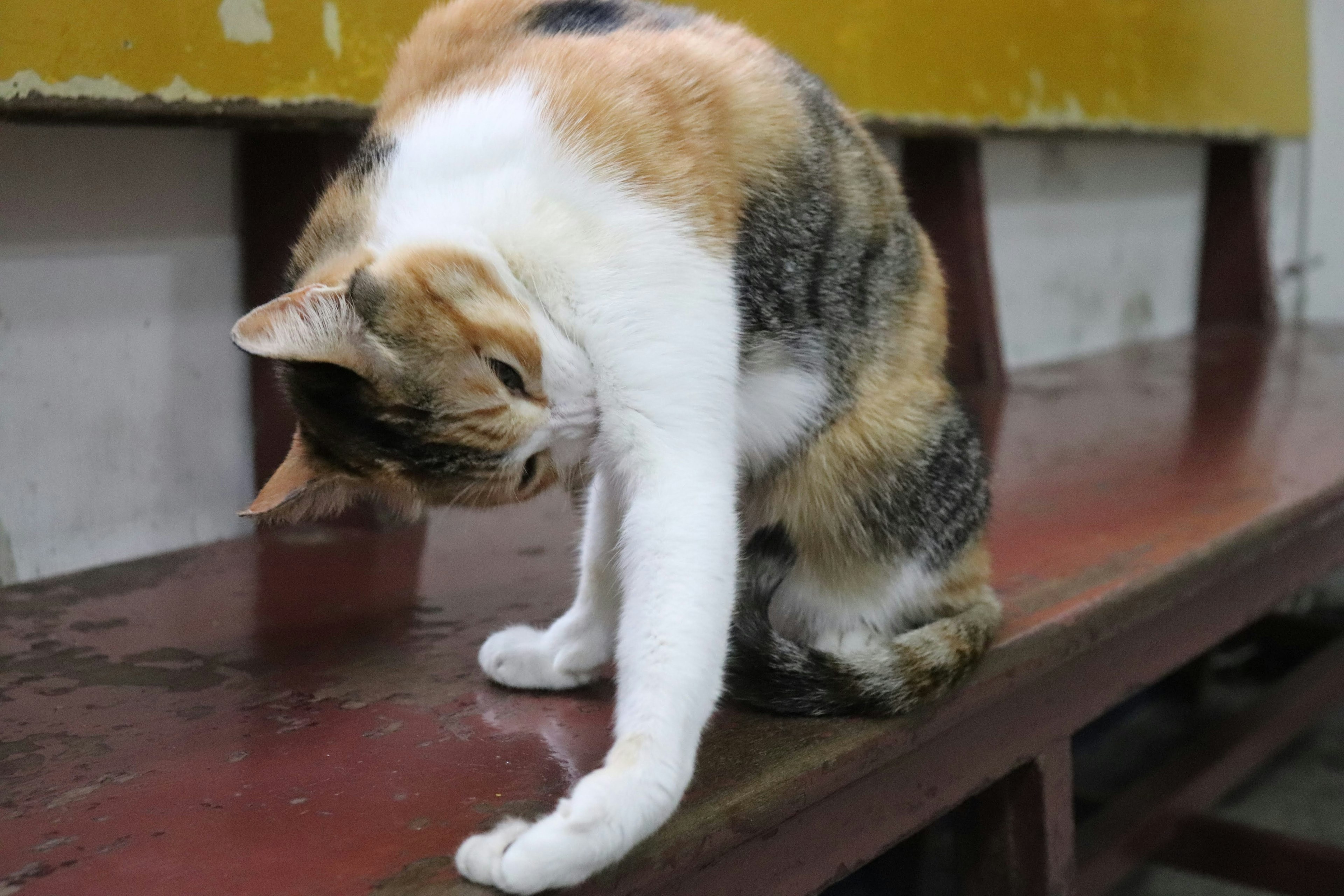 Seekor kucing duduk di bangku sambil meregangkan kaki depannya