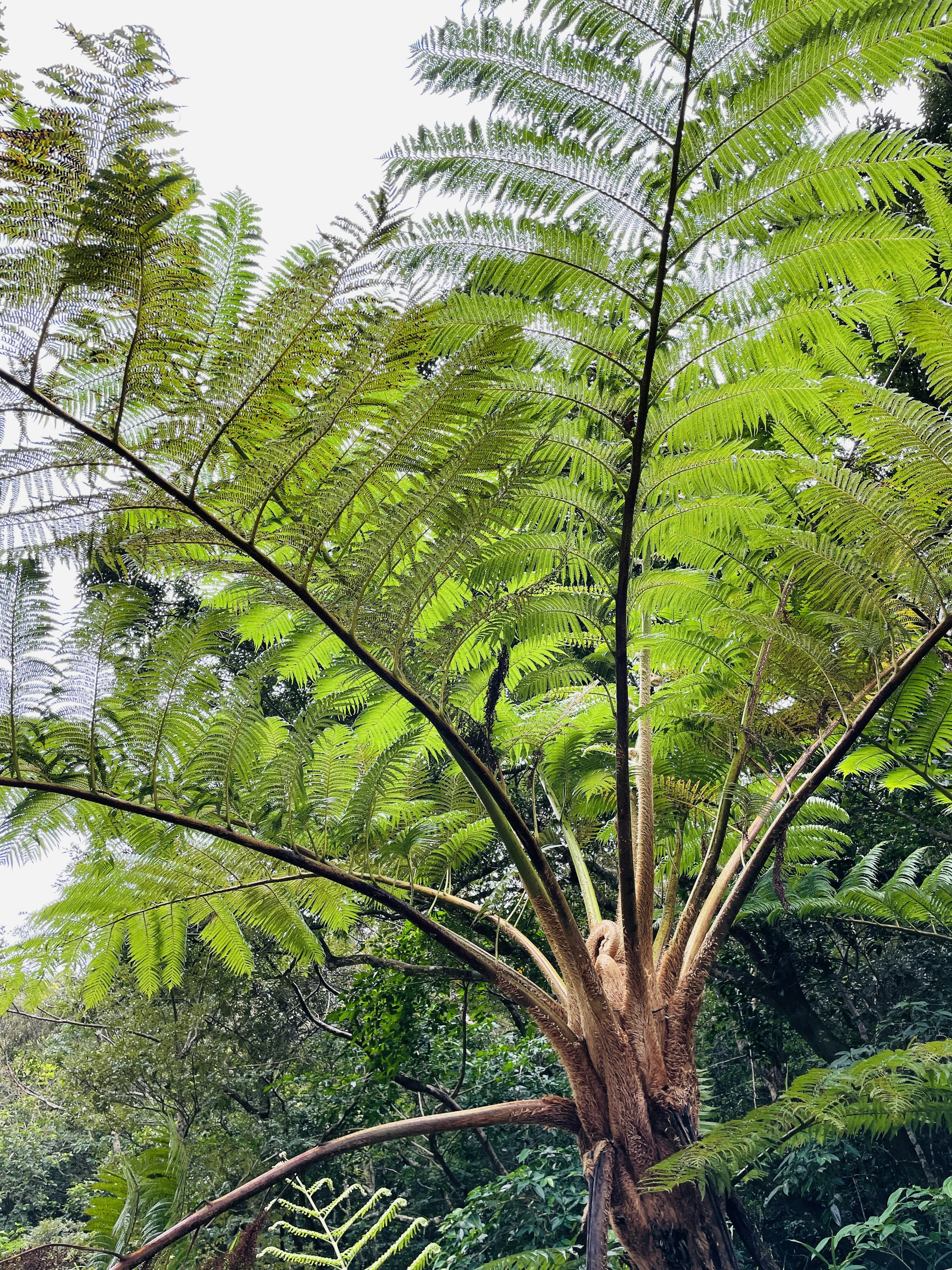 Ramas de un árbol de helecho exuberante que se extienden