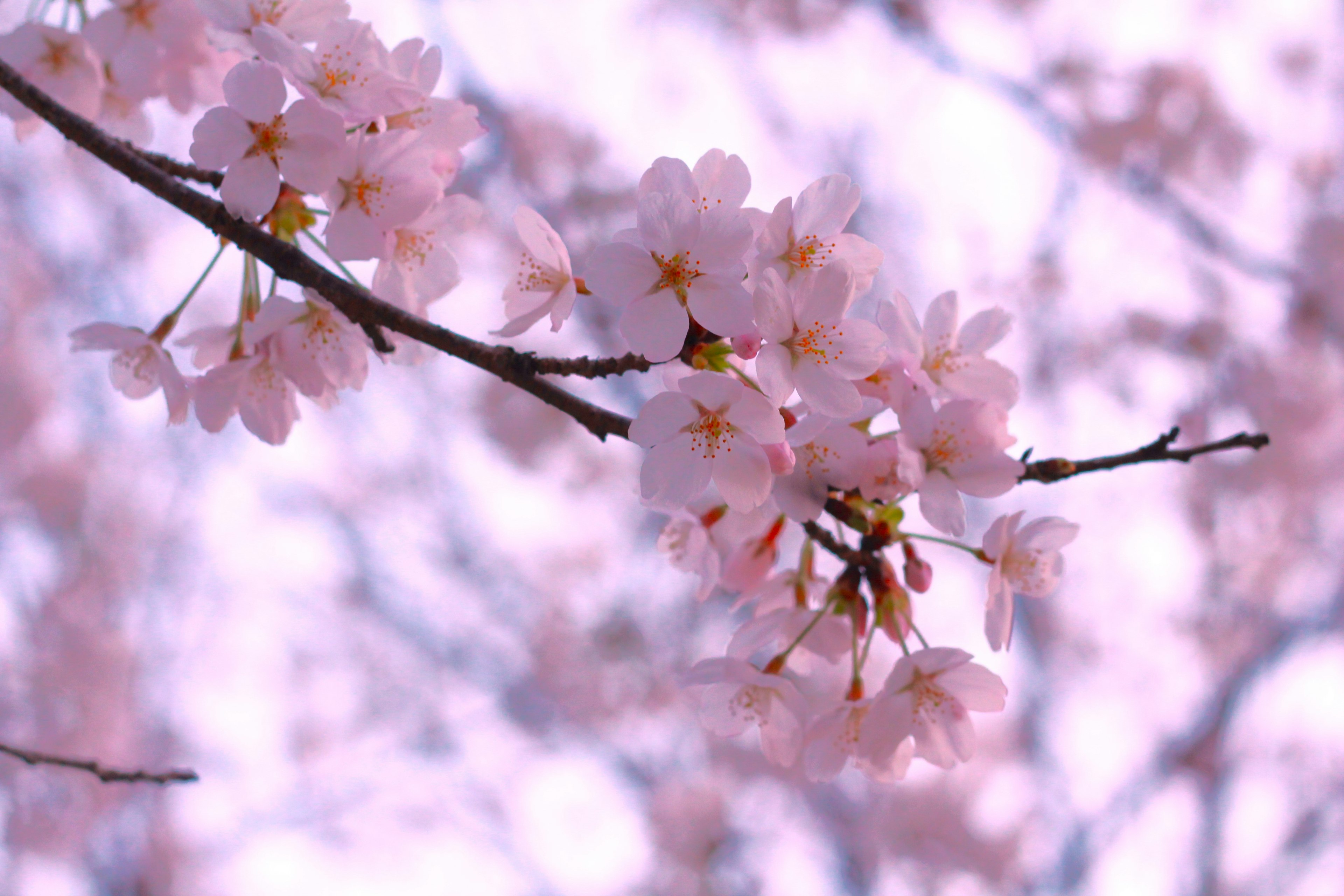 Primer plano de flores de cerezo en una rama