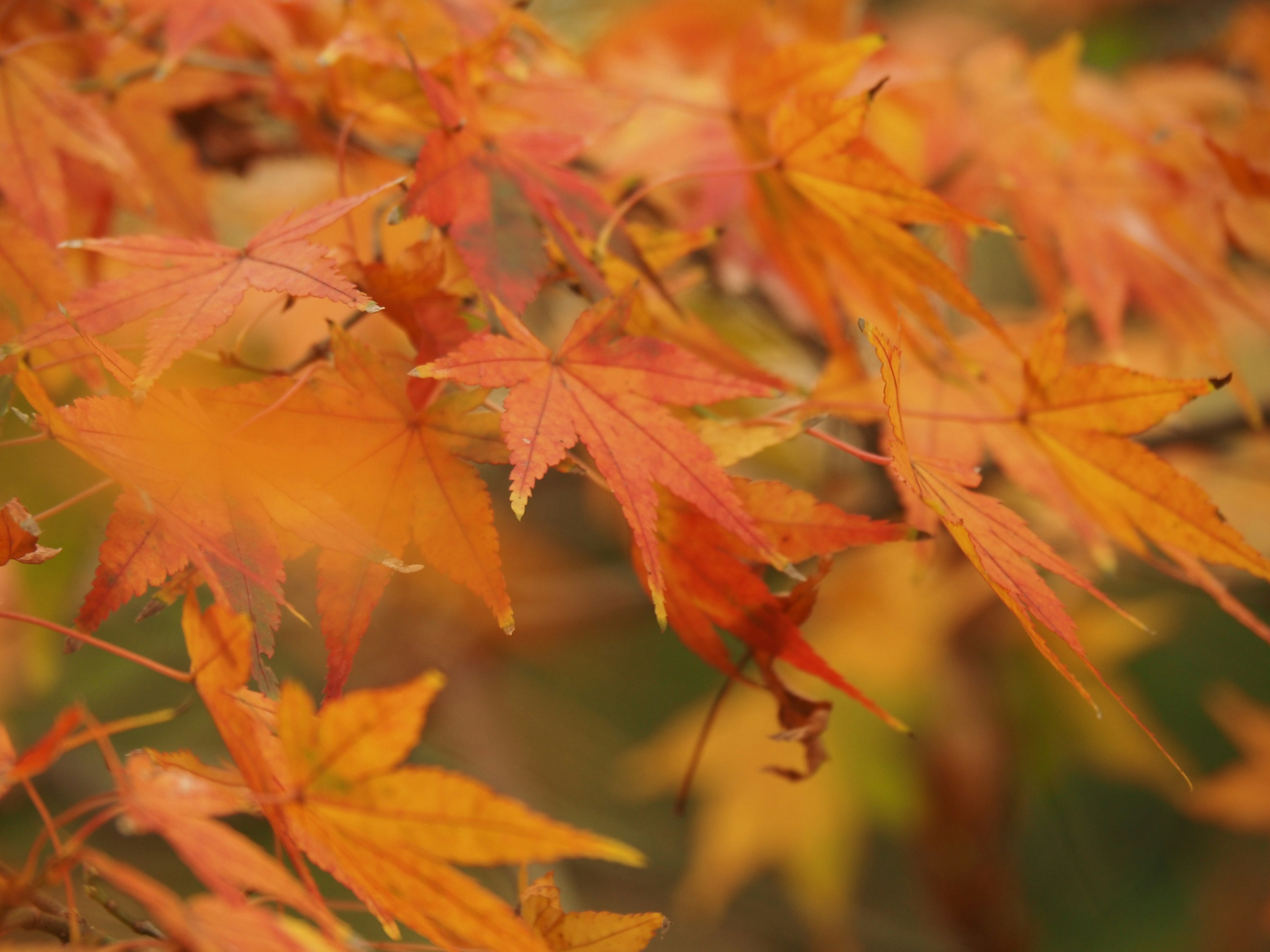 Daun maple berwarna oranye dan kuning yang cerah di musim gugur