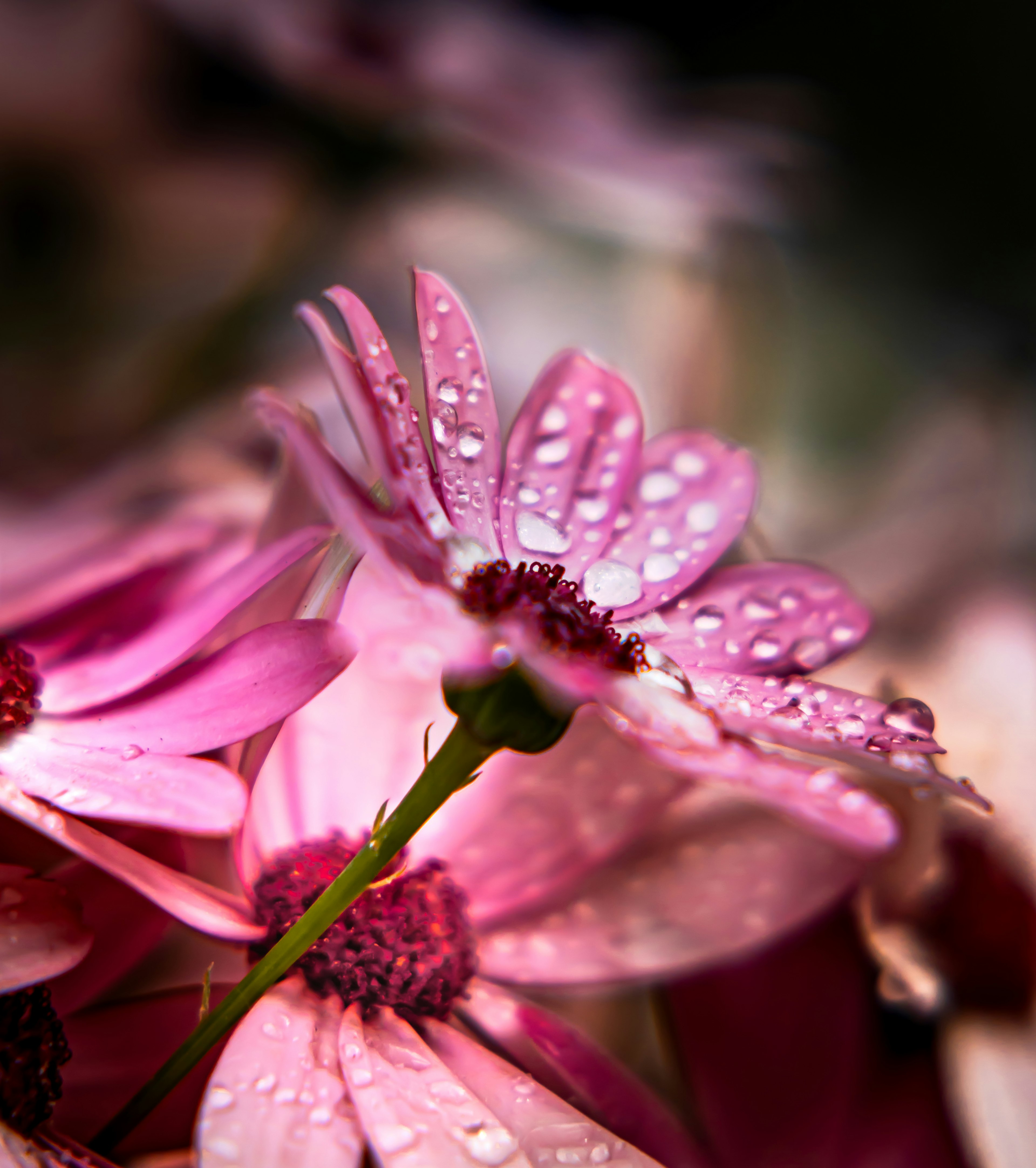 Nahaufnahme von rosa Blumen mit Wassertropfen auf den Blütenblättern