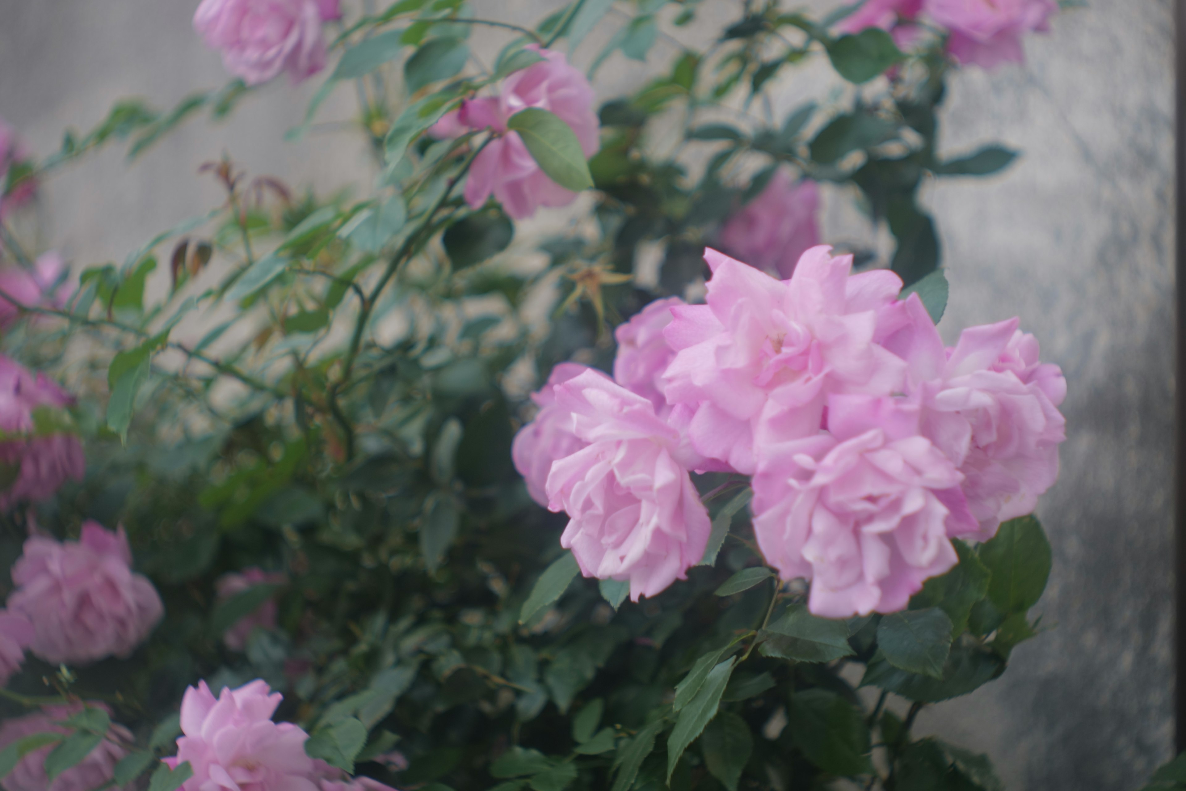 ピンクのバラの花が咲いている植物のクローズアップ