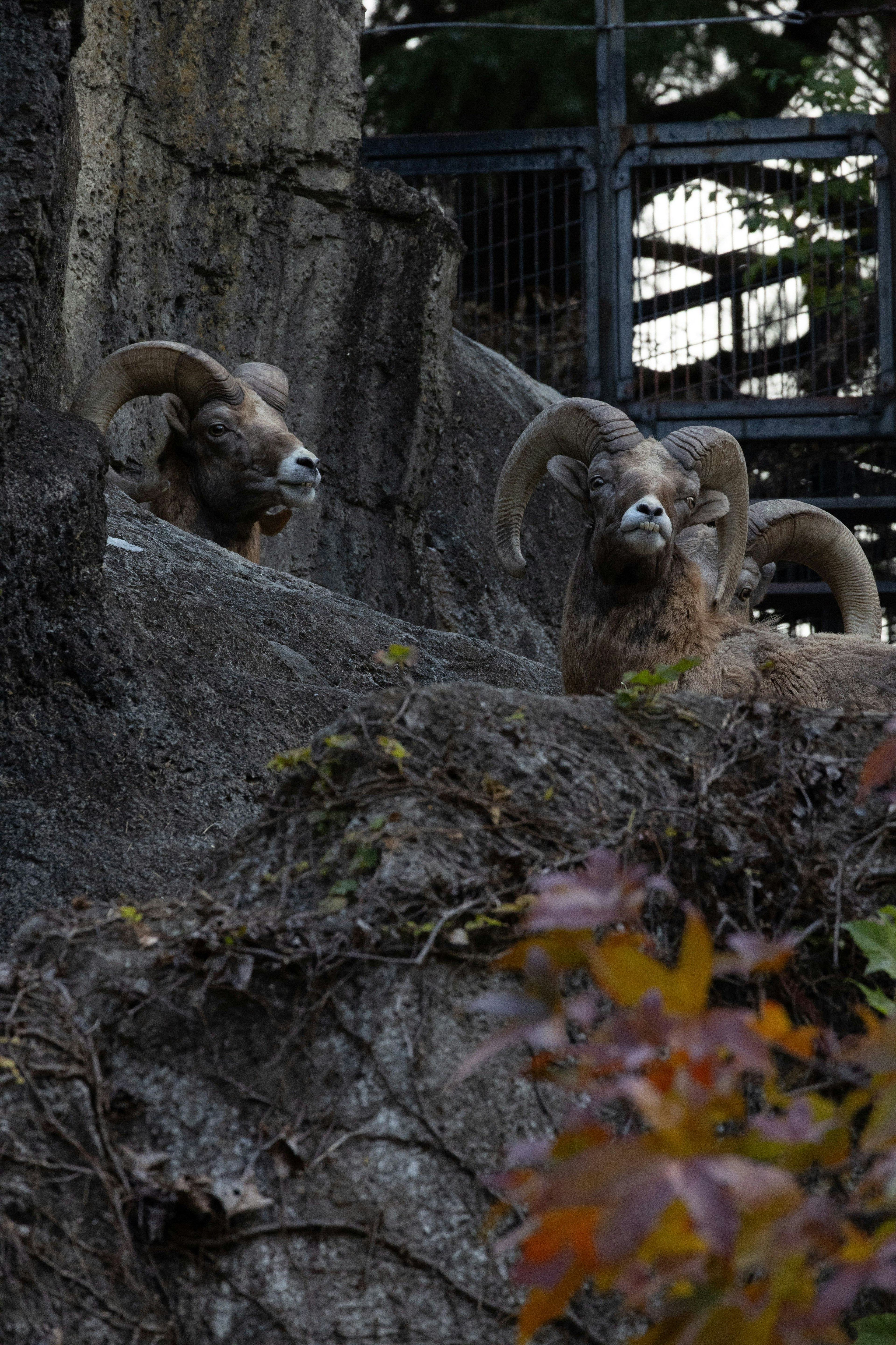 Deux moutons à grandes cornes sur un rebord rocheux