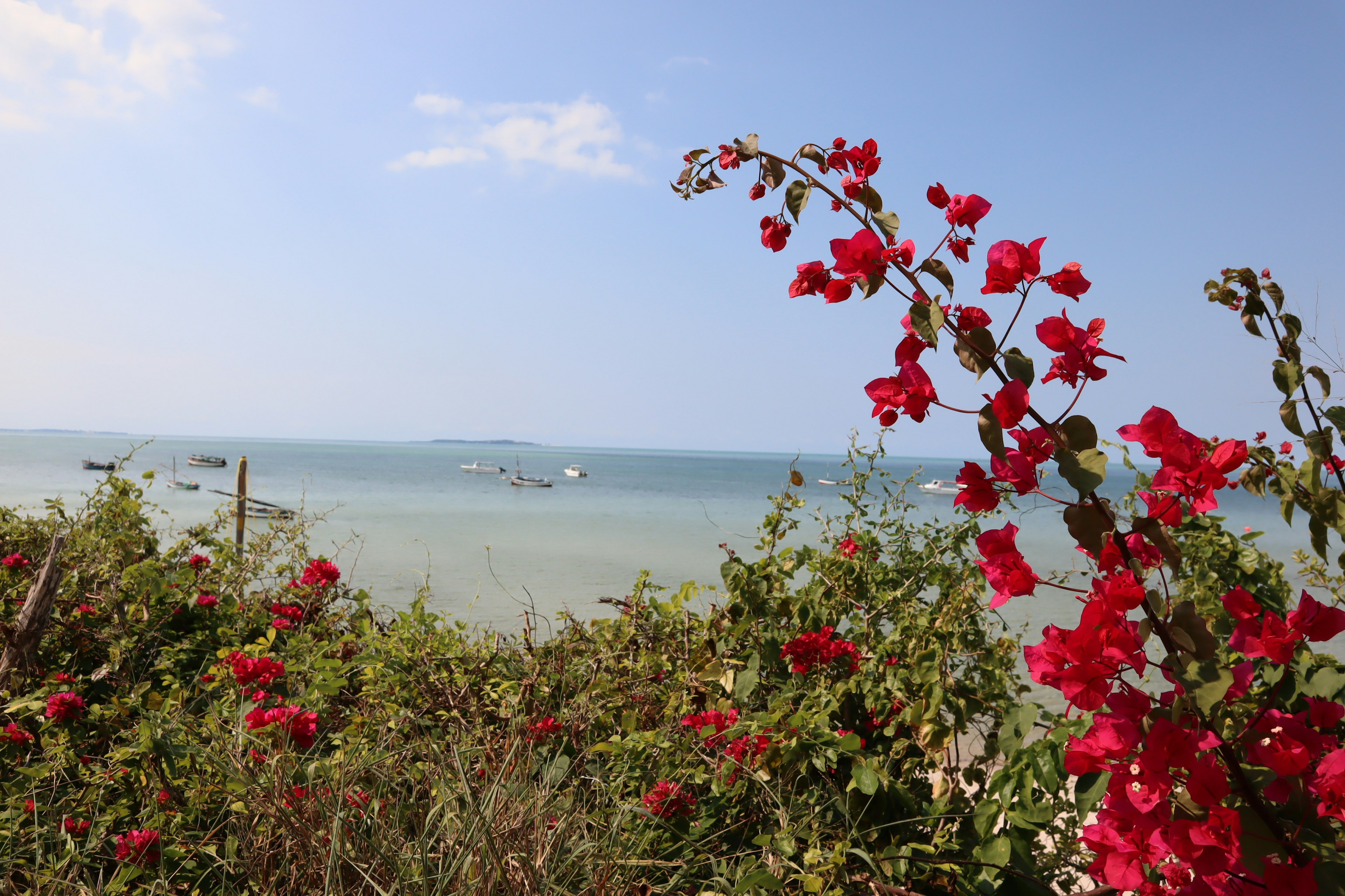 Malersicher Blick auf rote Blumen vor blauem Meer und Himmel