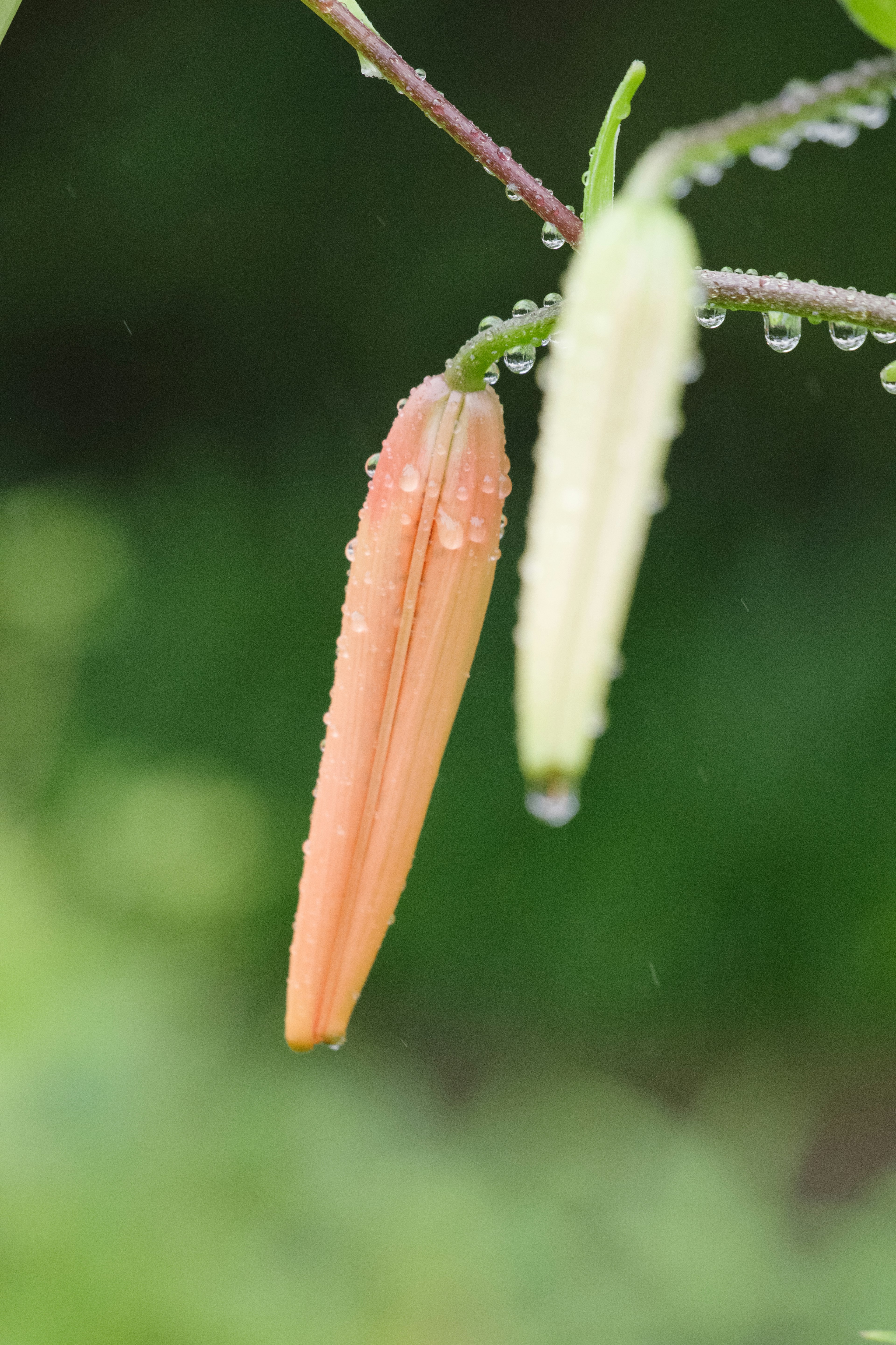 Orange und weiße Blütenknospen mit Wassertropfen vor grünem Hintergrund