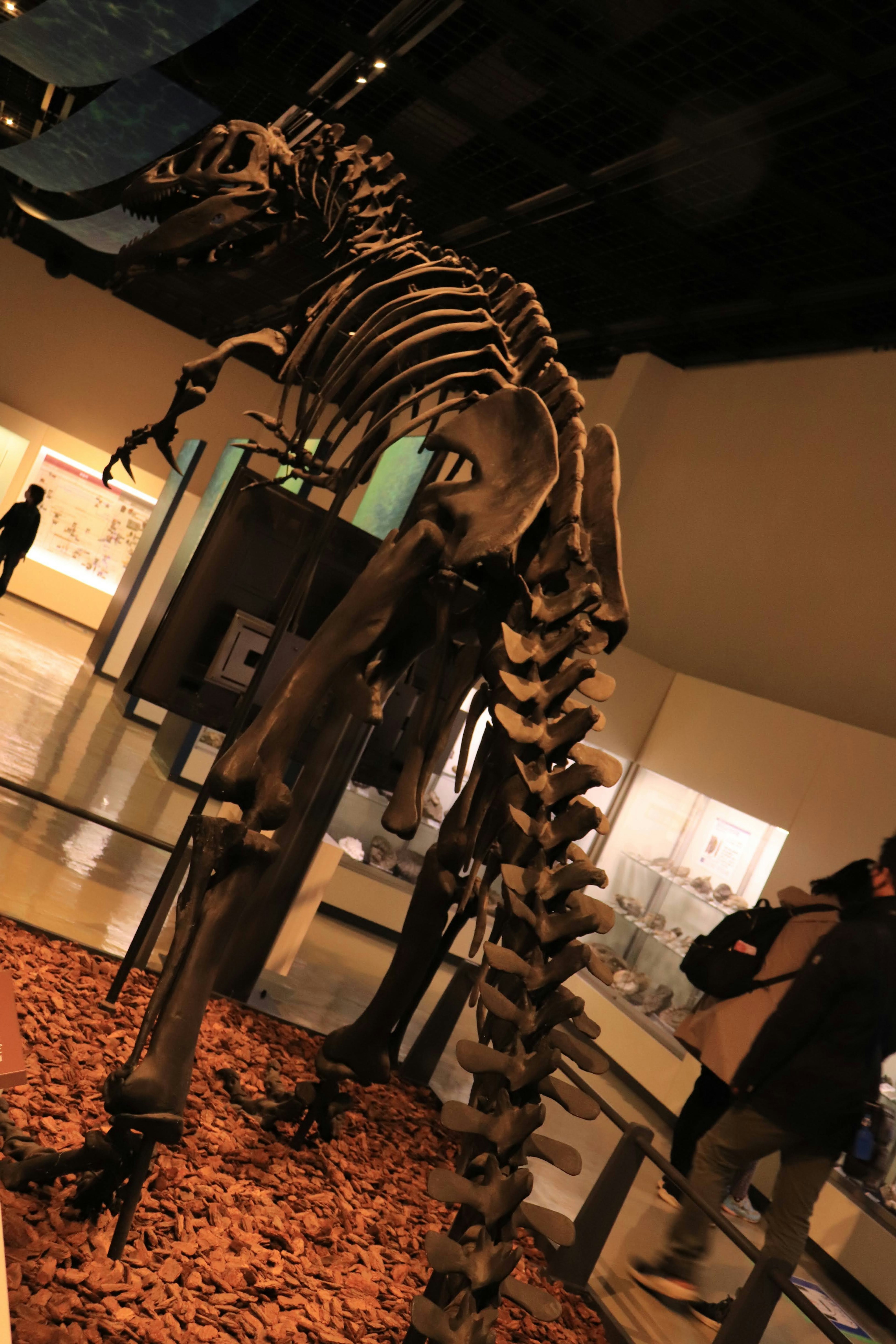 Skeletal dinosaurus dipajang di dalam museum