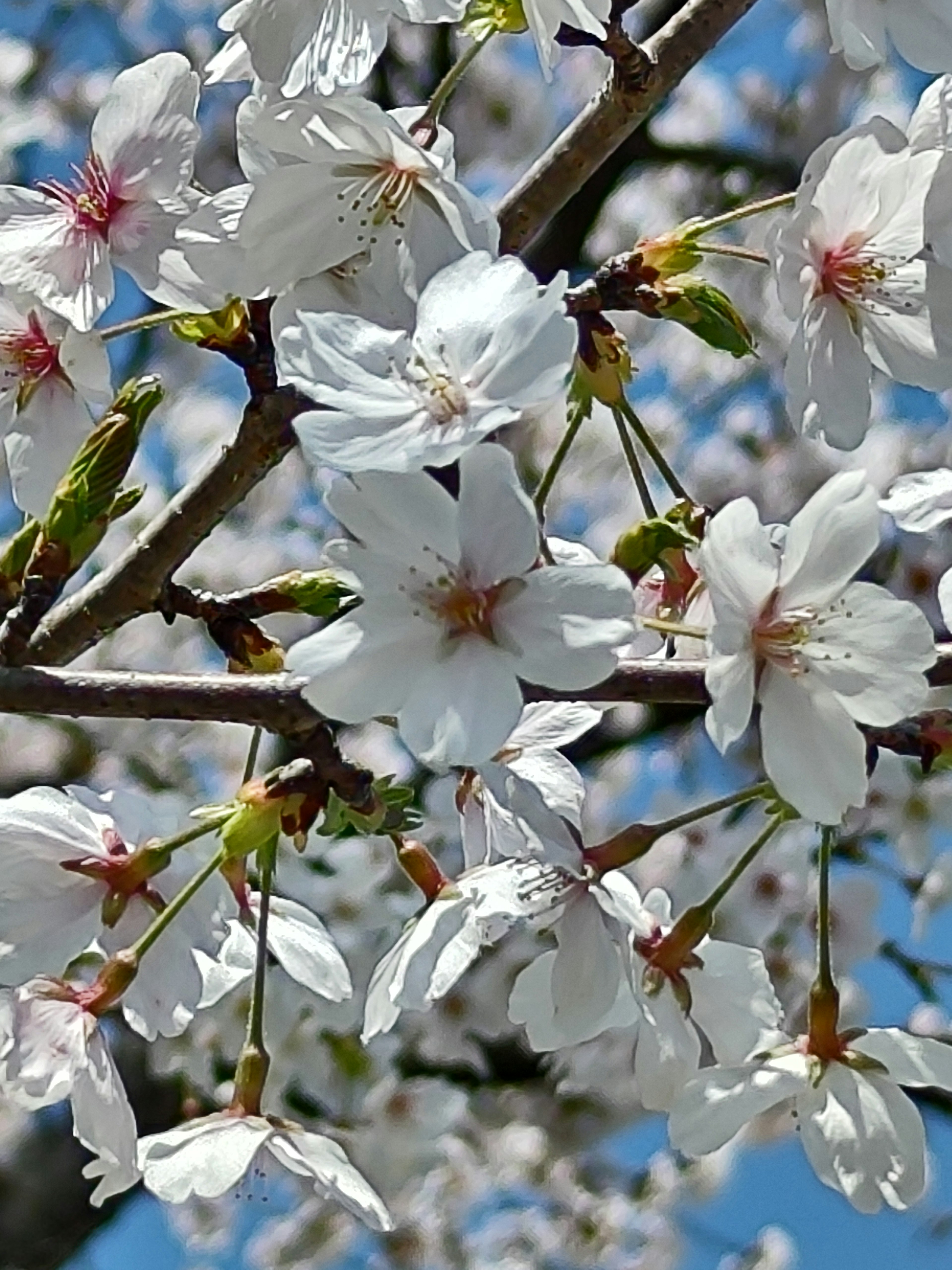 Nahaufnahme von Kirschblüten an einem Ast mit blauem Himmel im Hintergrund