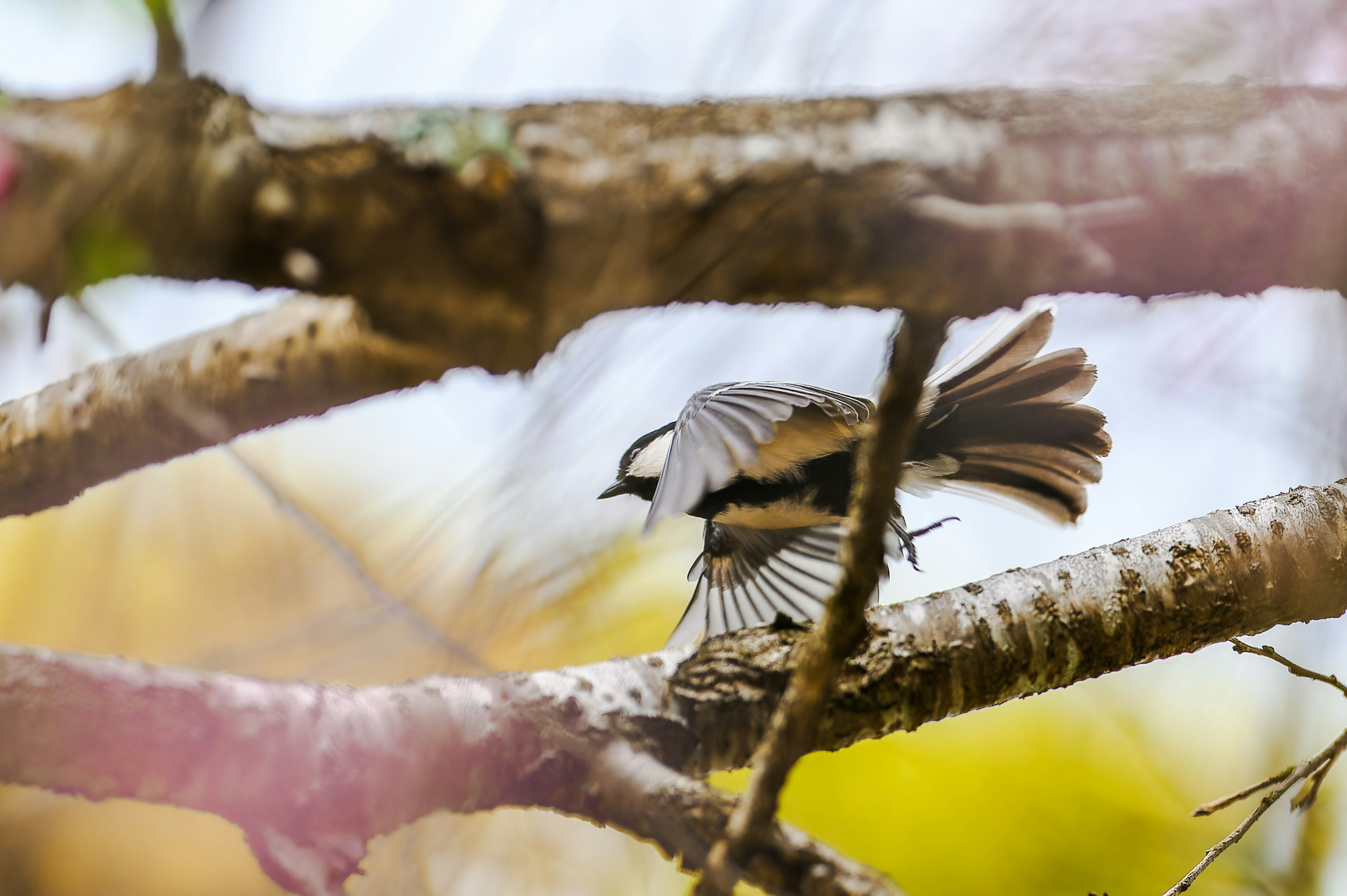 Seekor burung kecil terbang dari cabang