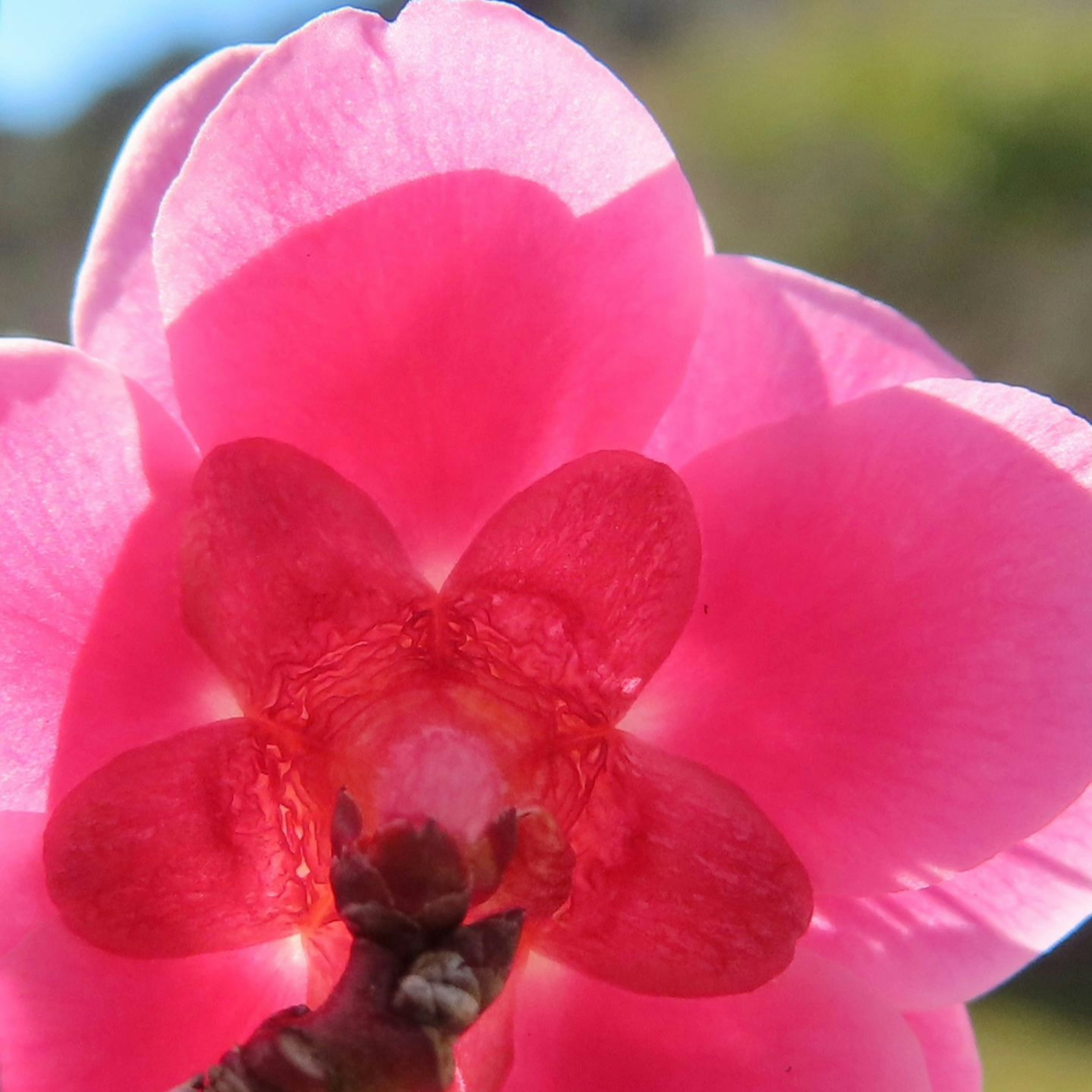 Close-up image of a vibrant pink flower highlighting the details of the petals