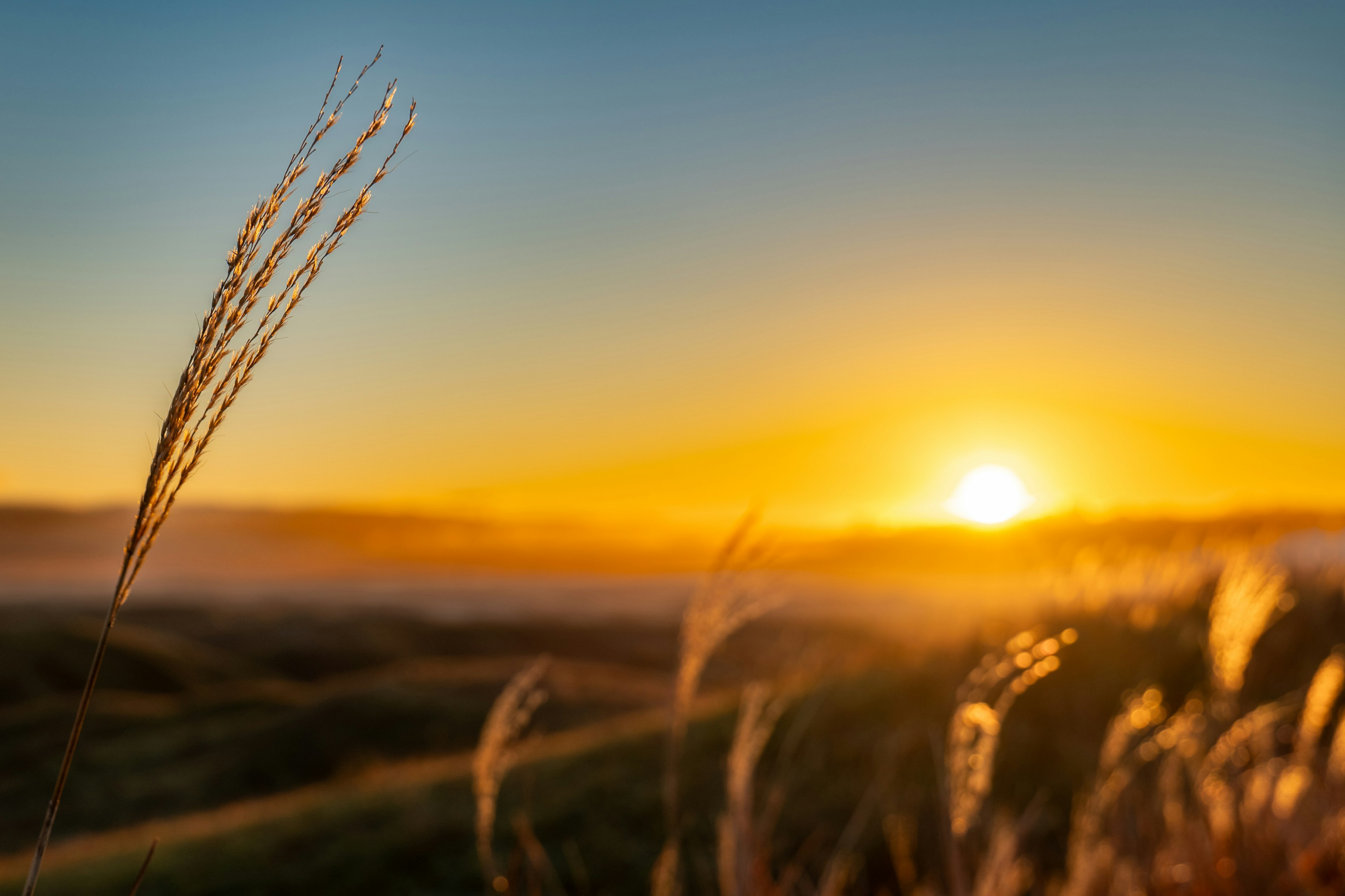 Nahaufnahme von Grashalmen mit Sonnenaufgang im Hintergrund